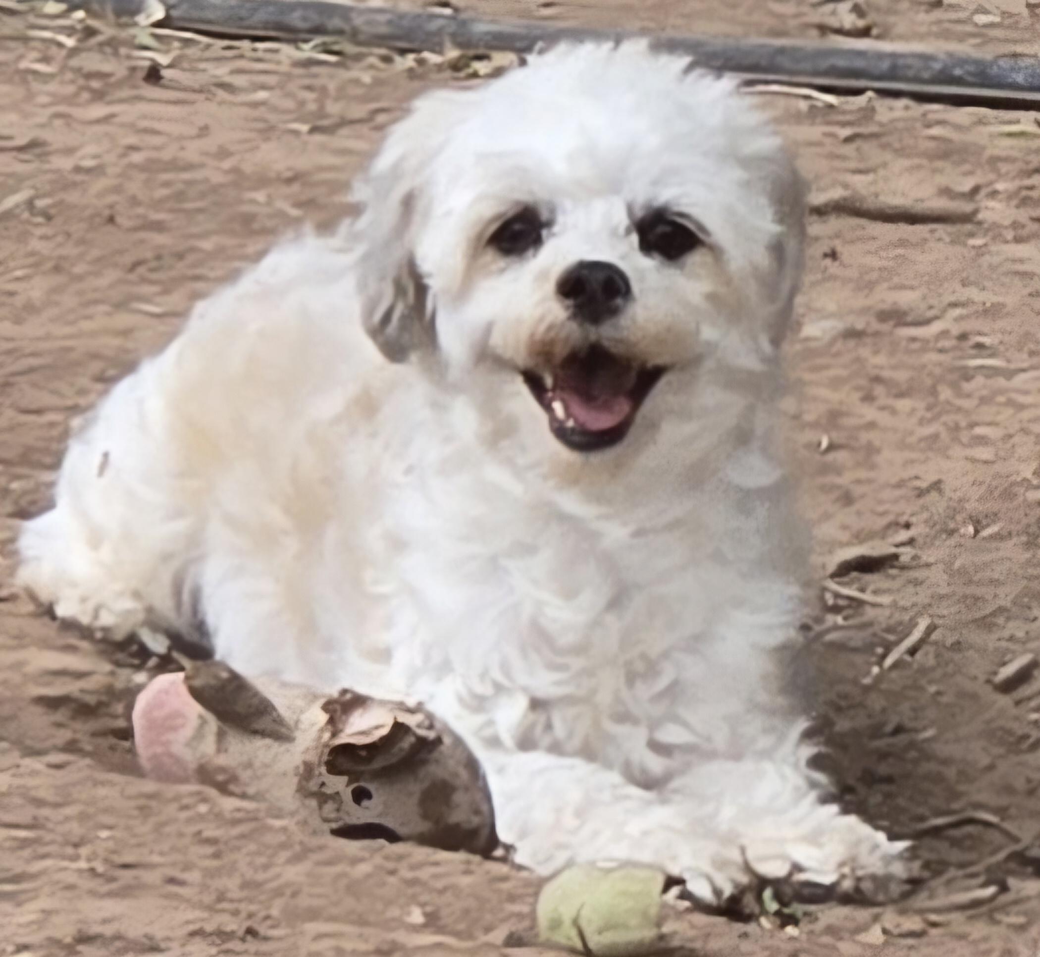 **LOLA - Bio Below, a ADOPTABLE mixed breed in Peralta, NM image 3/6