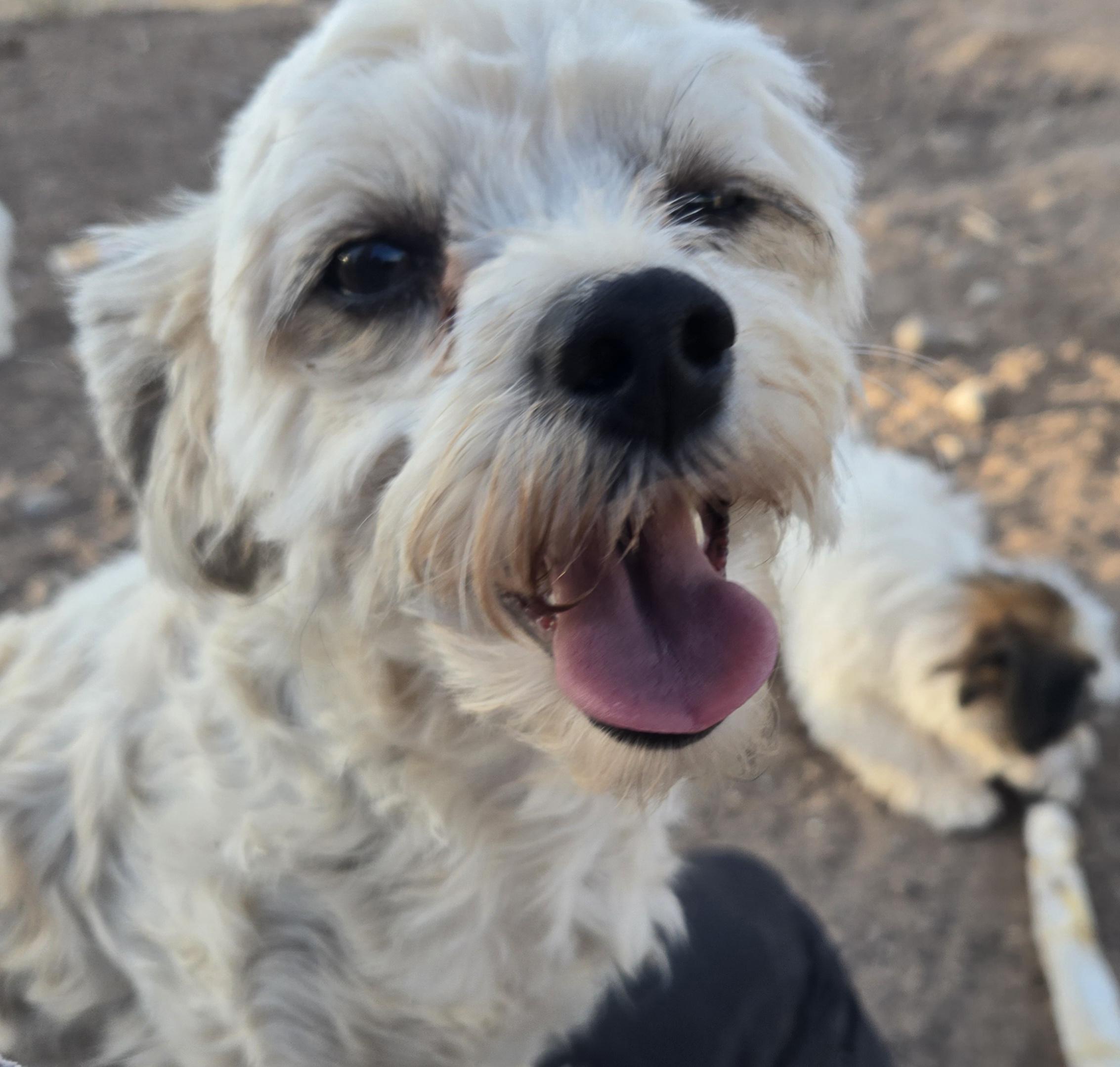 Enlarge **LOLA - Bio Below, a ADOPTABLE mixed breed in Peralta, NM image 6/6