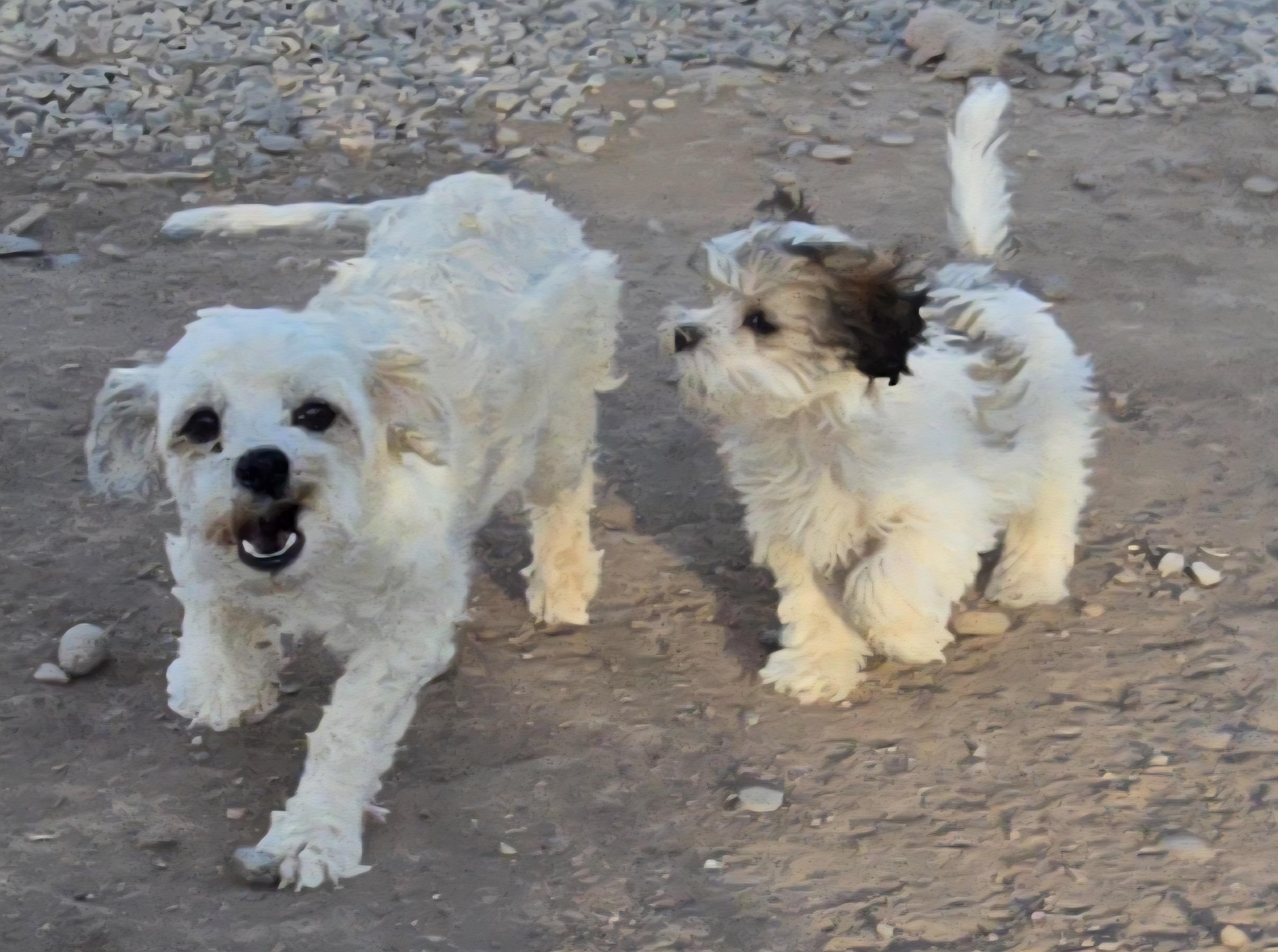 Enlarge **LOLA - Bio Below, a ADOPTABLE mixed breed in Peralta, NM image 2/6