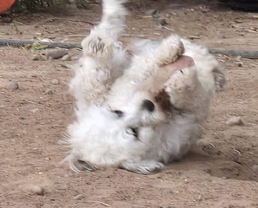 **LOLA - Bio Below, a ADOPTABLE mixed breed in Peralta, NM image 4/6