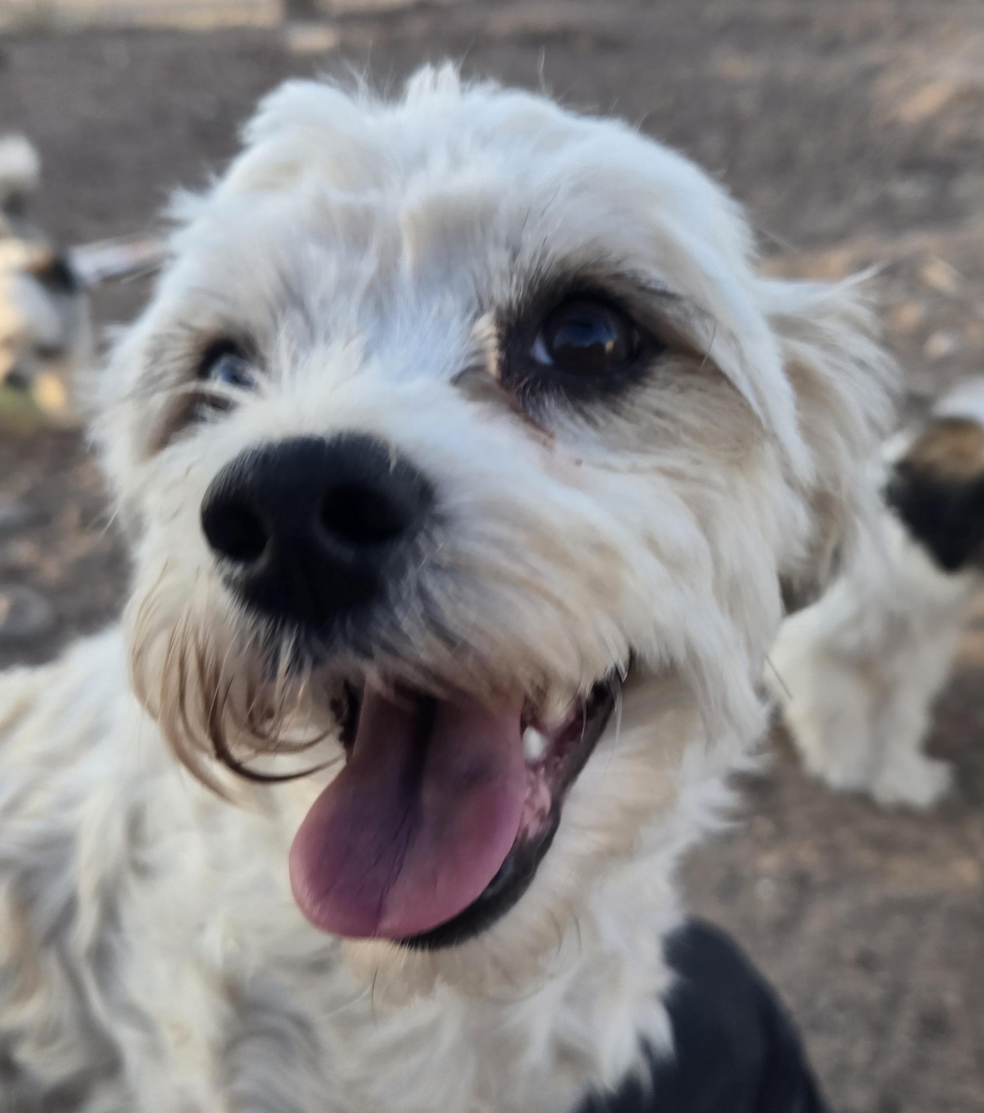 Enlarge **LOLA - Bio Below, a ADOPTABLE mixed breed in Peralta, NM image 3/6