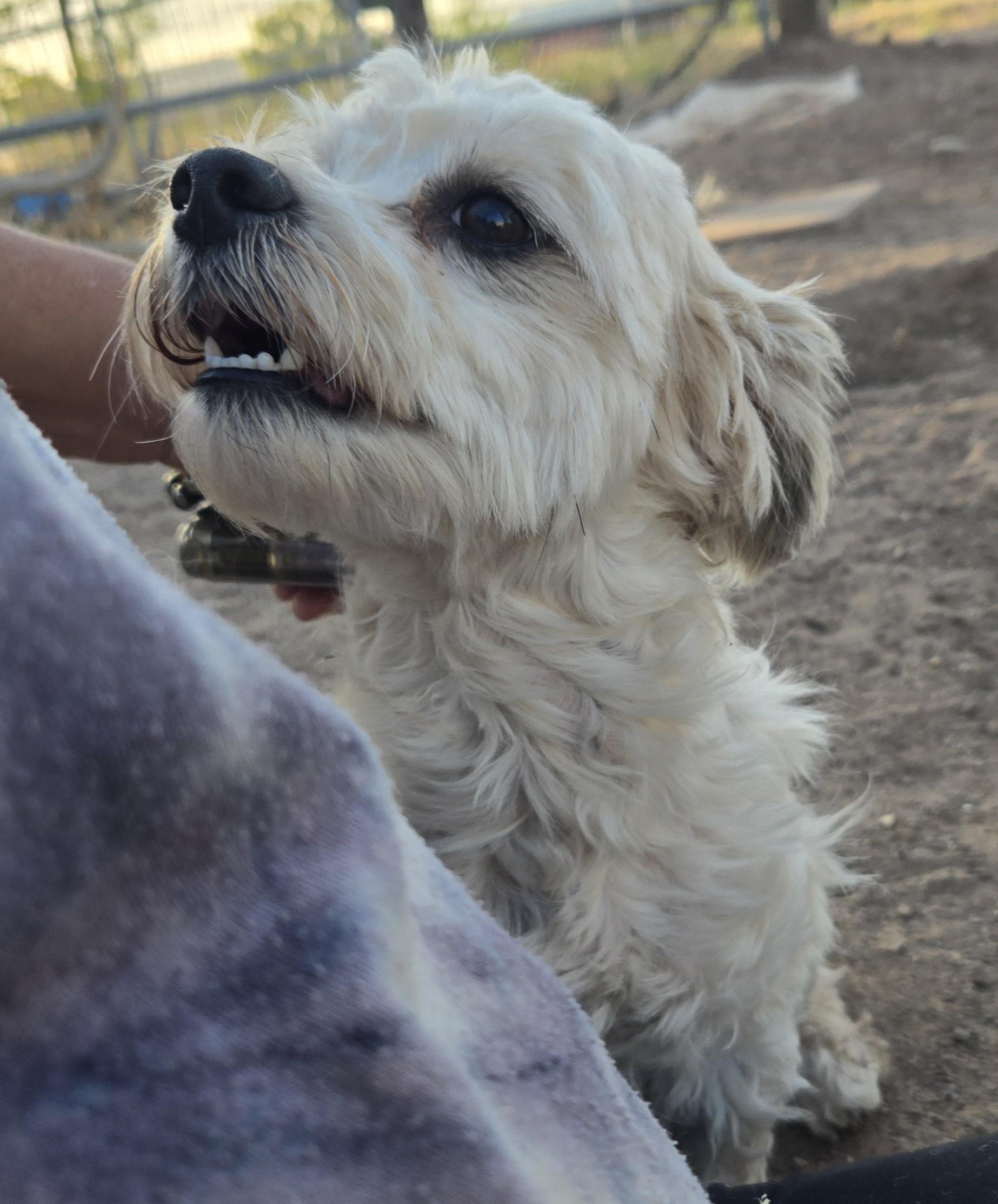 Enlarge **LOLA - Bio Below, a ADOPTABLE mixed breed in Peralta, NM image 5/6