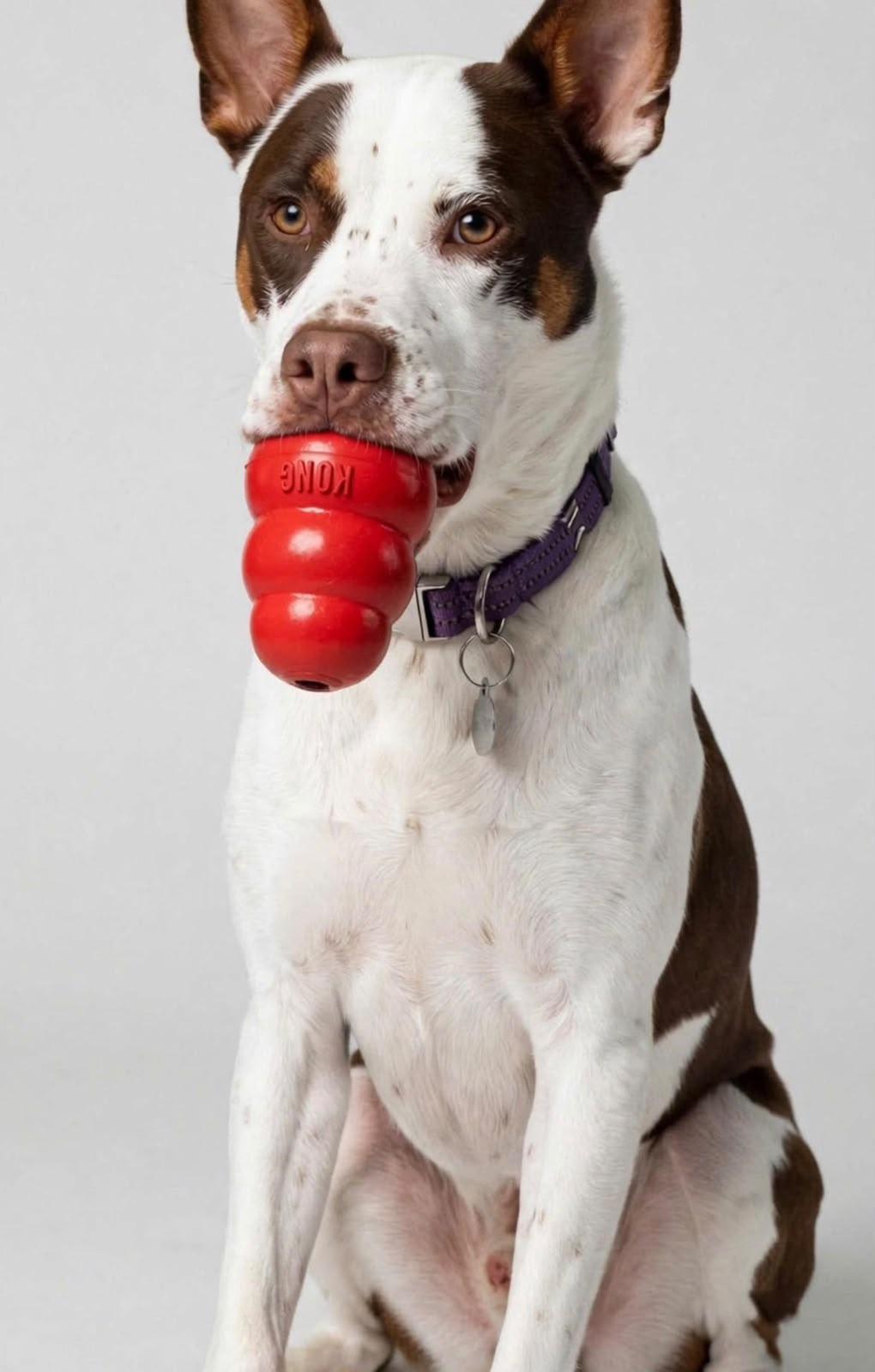 Enlarge Murph, a Adoptable mixed breed in Ann Arbor , MI image 2/5