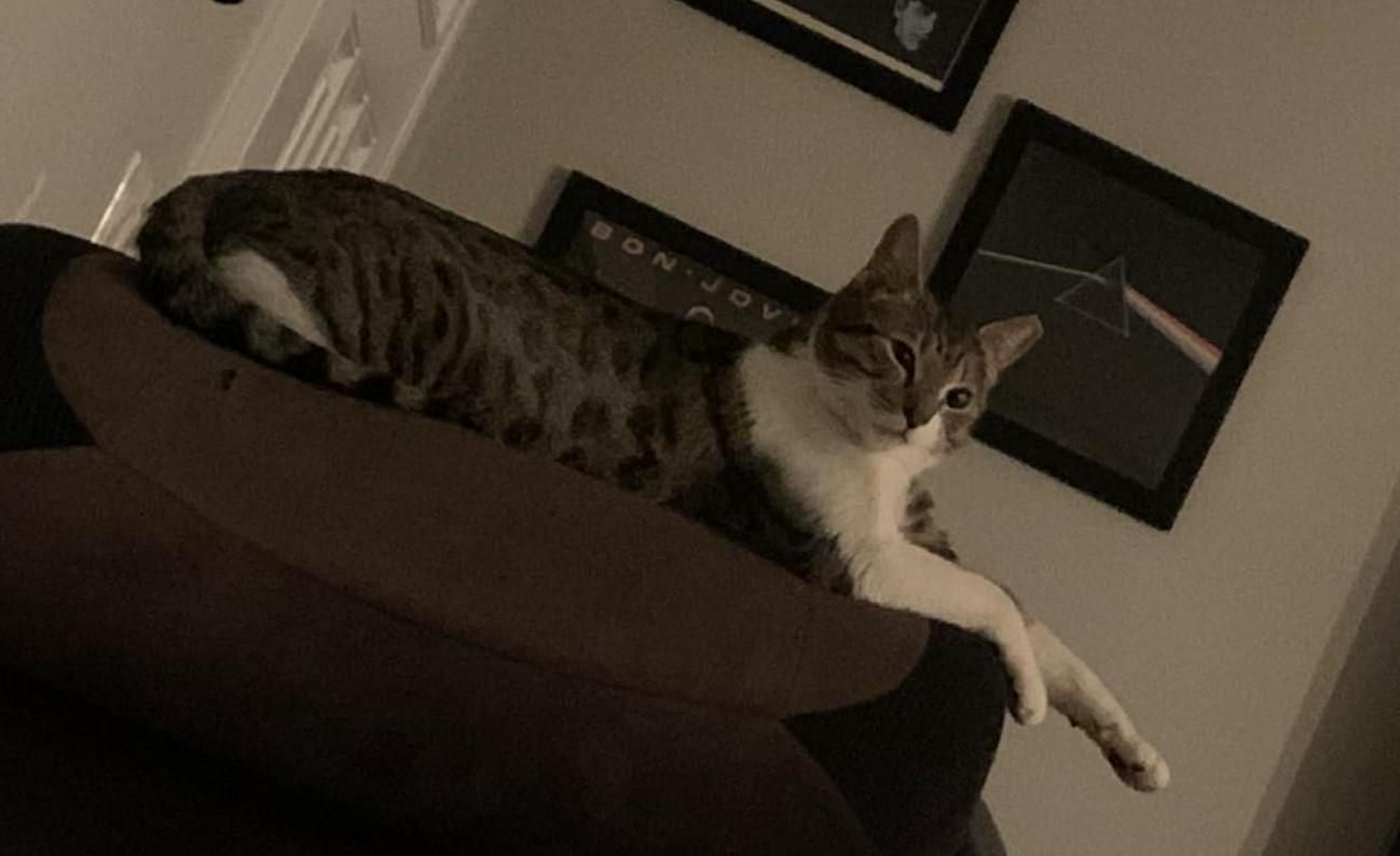 Mia ***Community Courtesy Post***, a Adoptable mixed breed in Queen Creek, AZ image 4/6