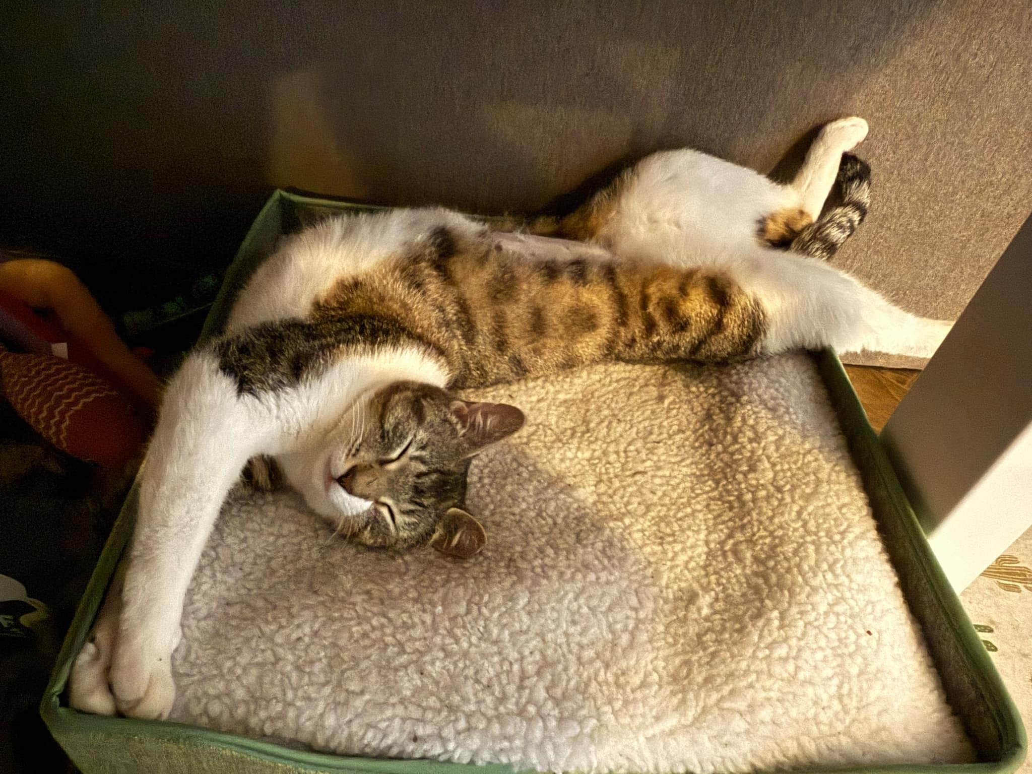 Mia ***Community Courtesy Post***, a Adoptable mixed breed in Queen Creek, AZ image 3/6