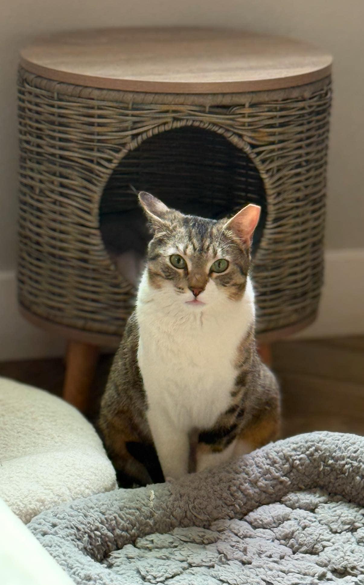 Mia ***Community Courtesy Post***, a Adoptable mixed breed in Queen Creek, AZ image 5/6