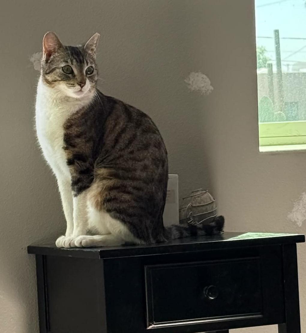 Mia ***Community Courtesy Post***, a Adoptable mixed breed in Queen Creek, AZ image 6/6