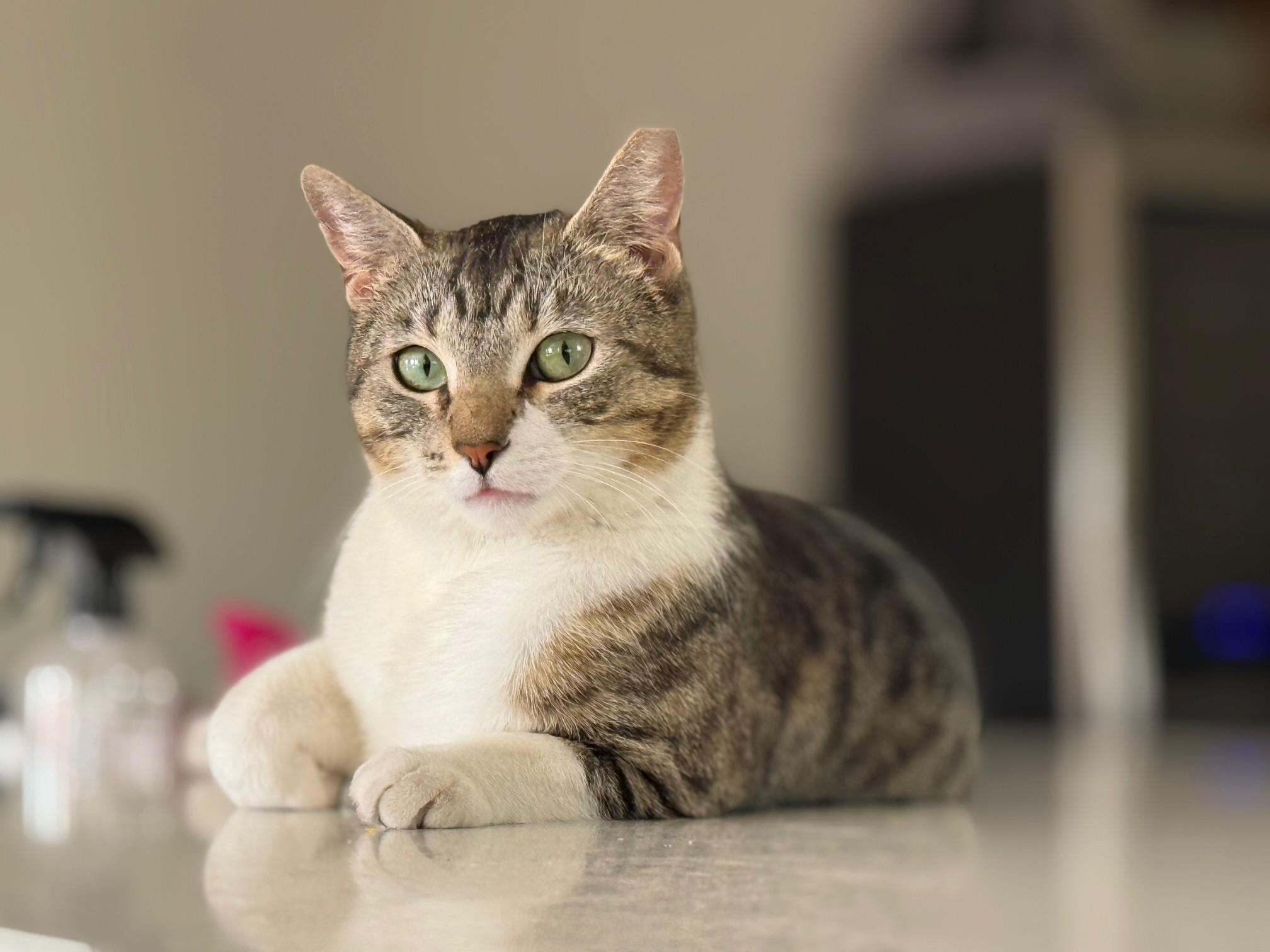 Mia ***Community Courtesy Post***, Adoptable, Young Female Domestic Short Hair.