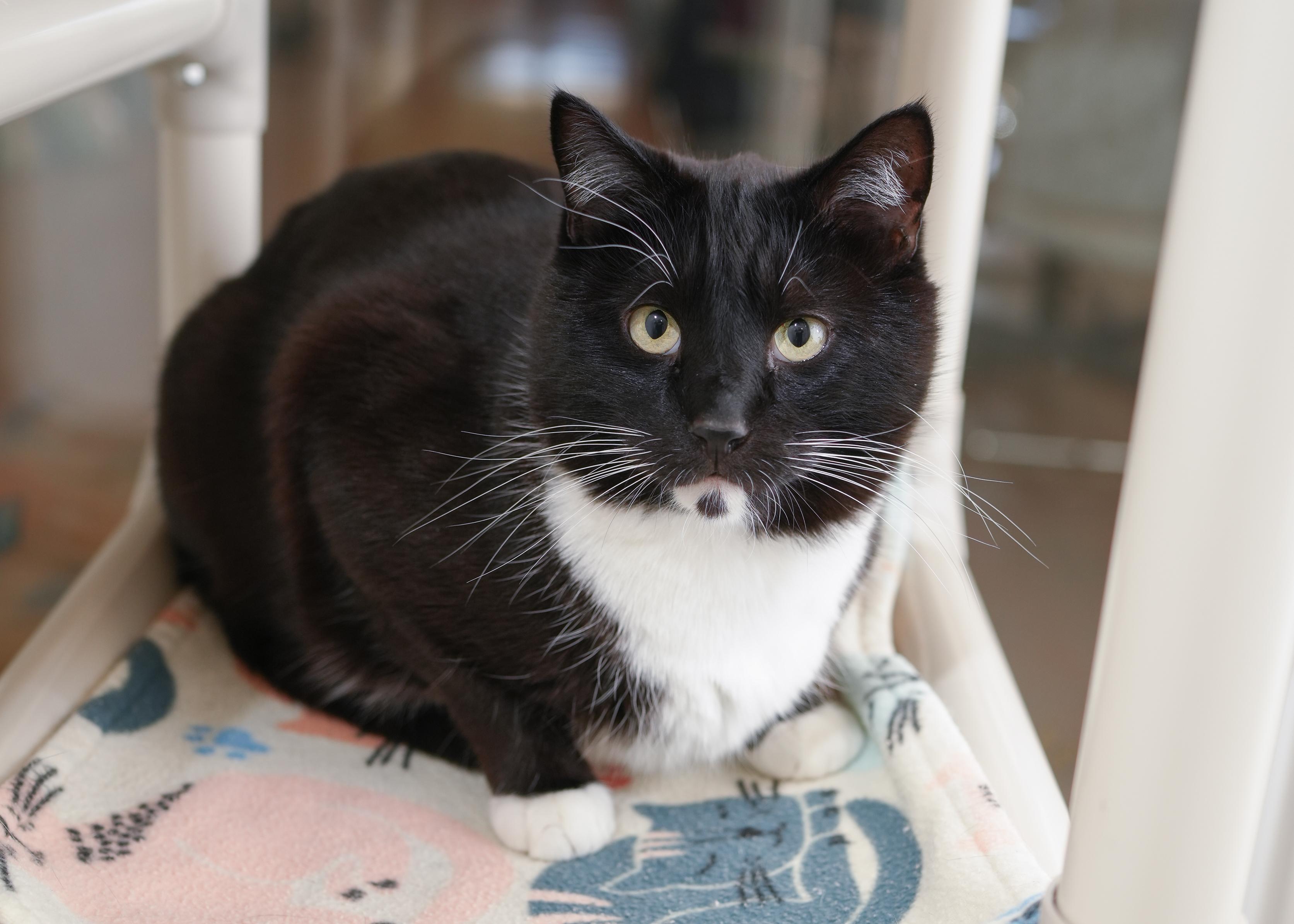 Logan, an adopted Domestic Short Hair in Boise, ID image 2/3