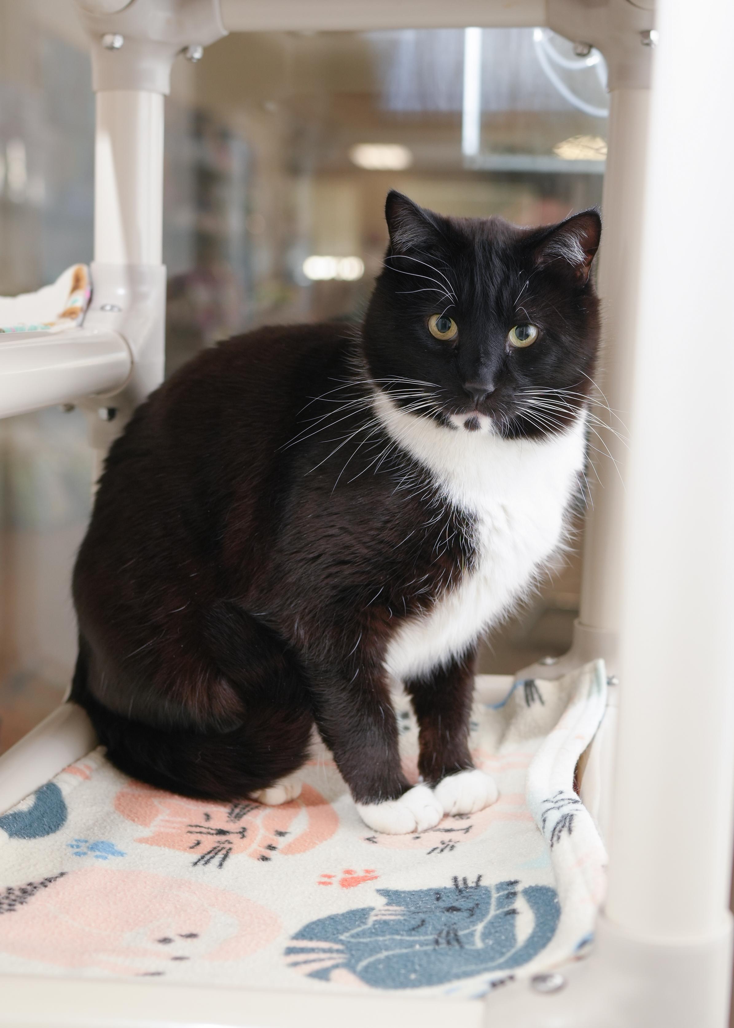 Logan, an adopted Domestic Short Hair in Boise, ID image 3/3