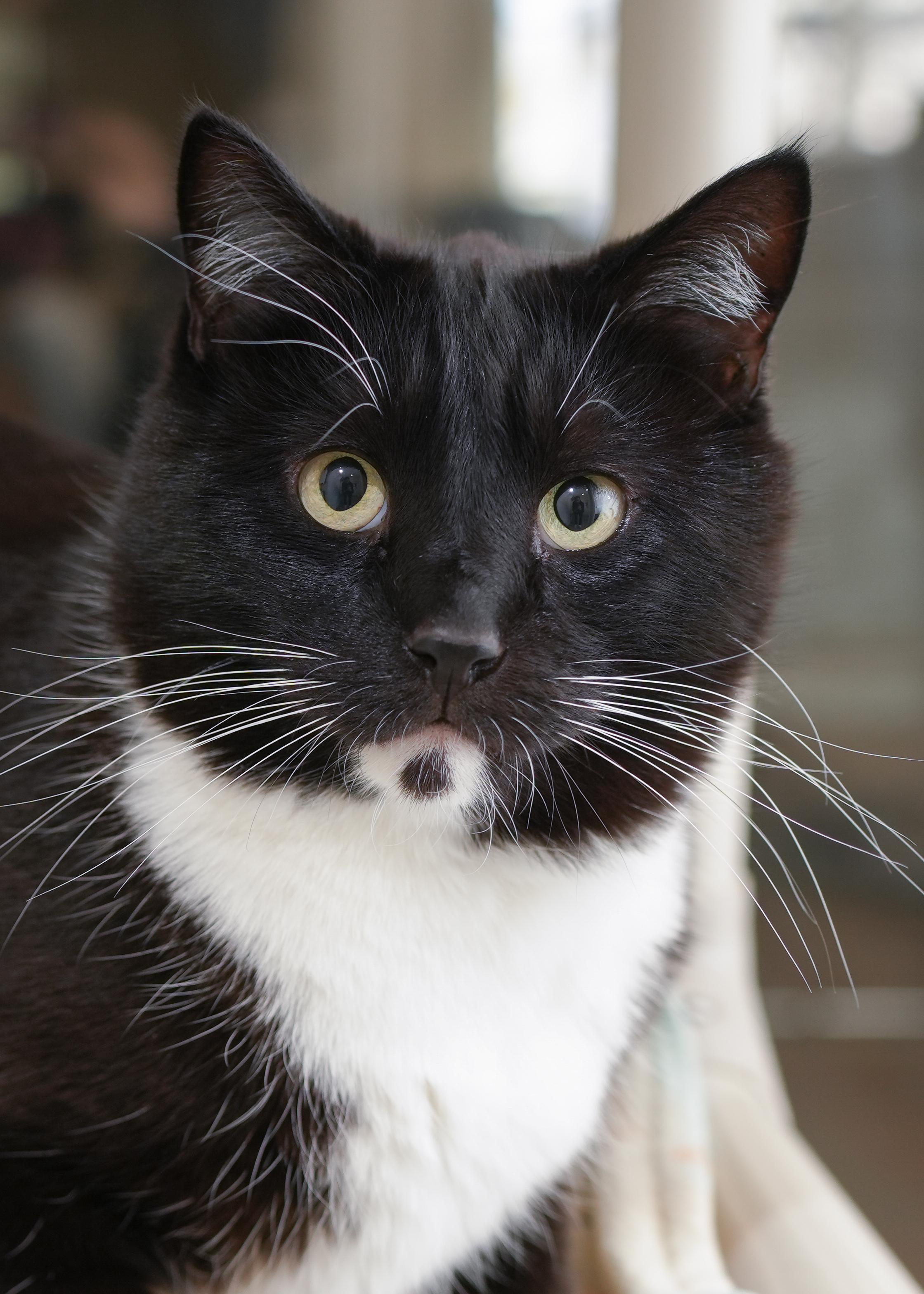 Logan, adopted, Adult Male Domestic Short Hair.