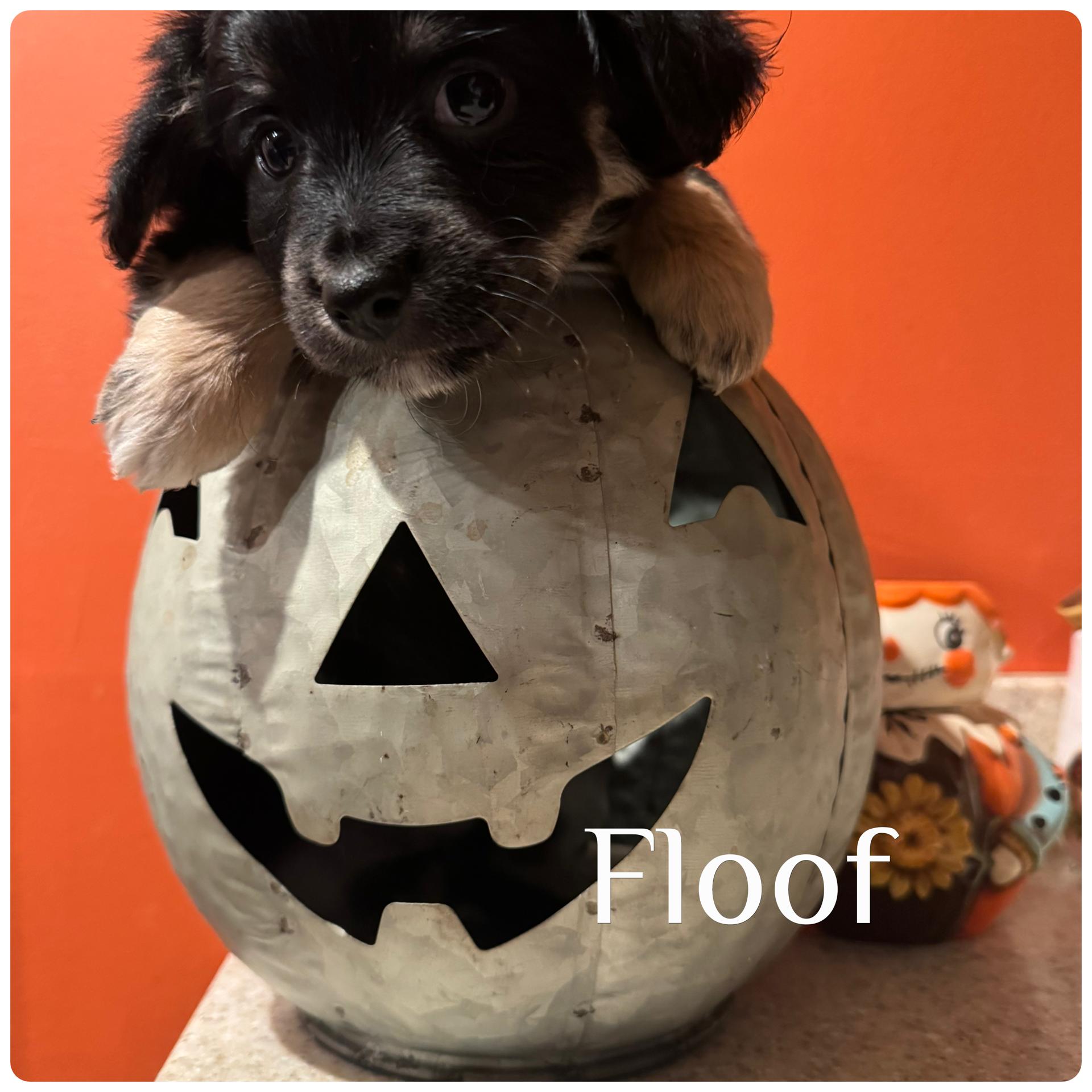 Floof