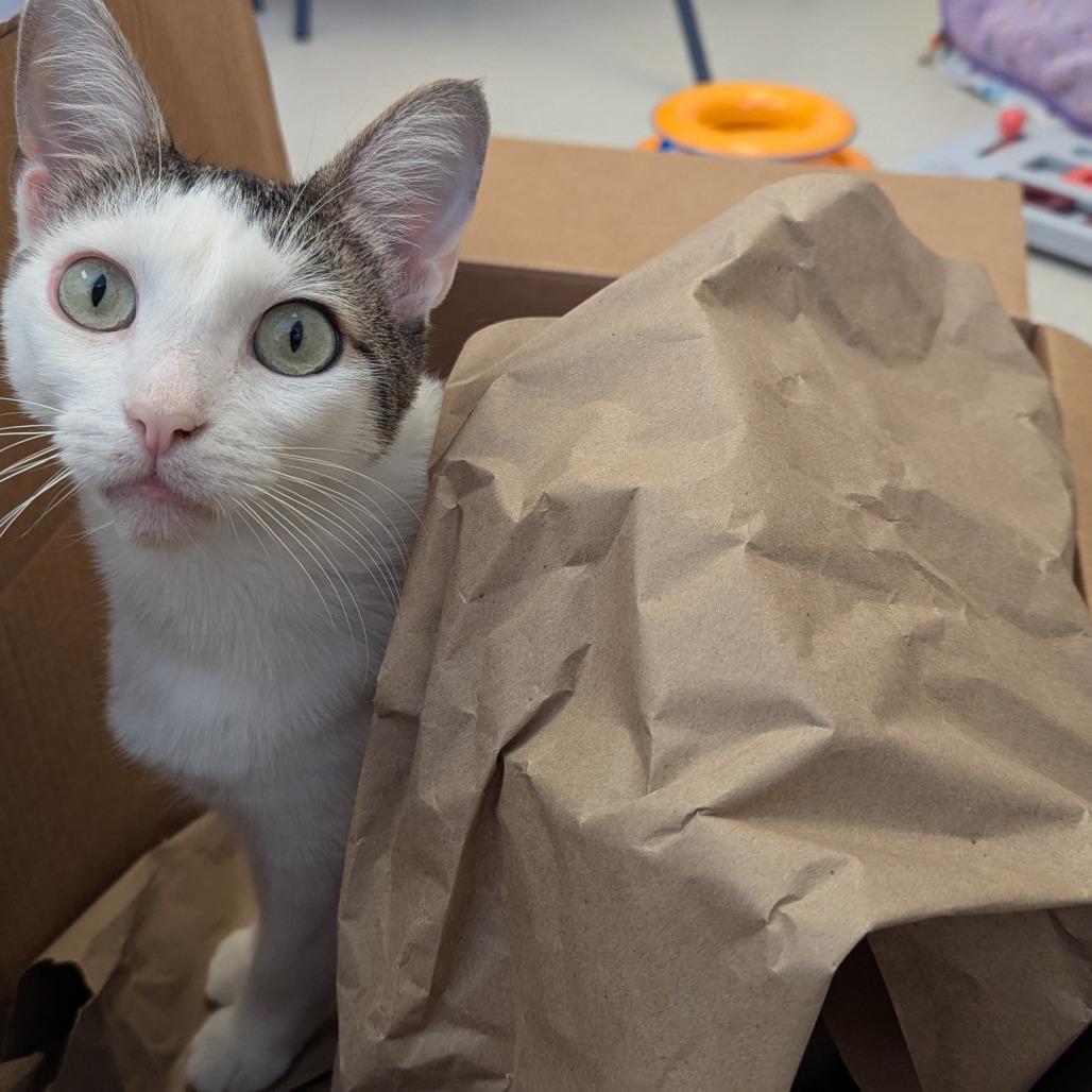Tofu, a Adoptable Domestic Short Hair in Pasadena, CA image 1/6