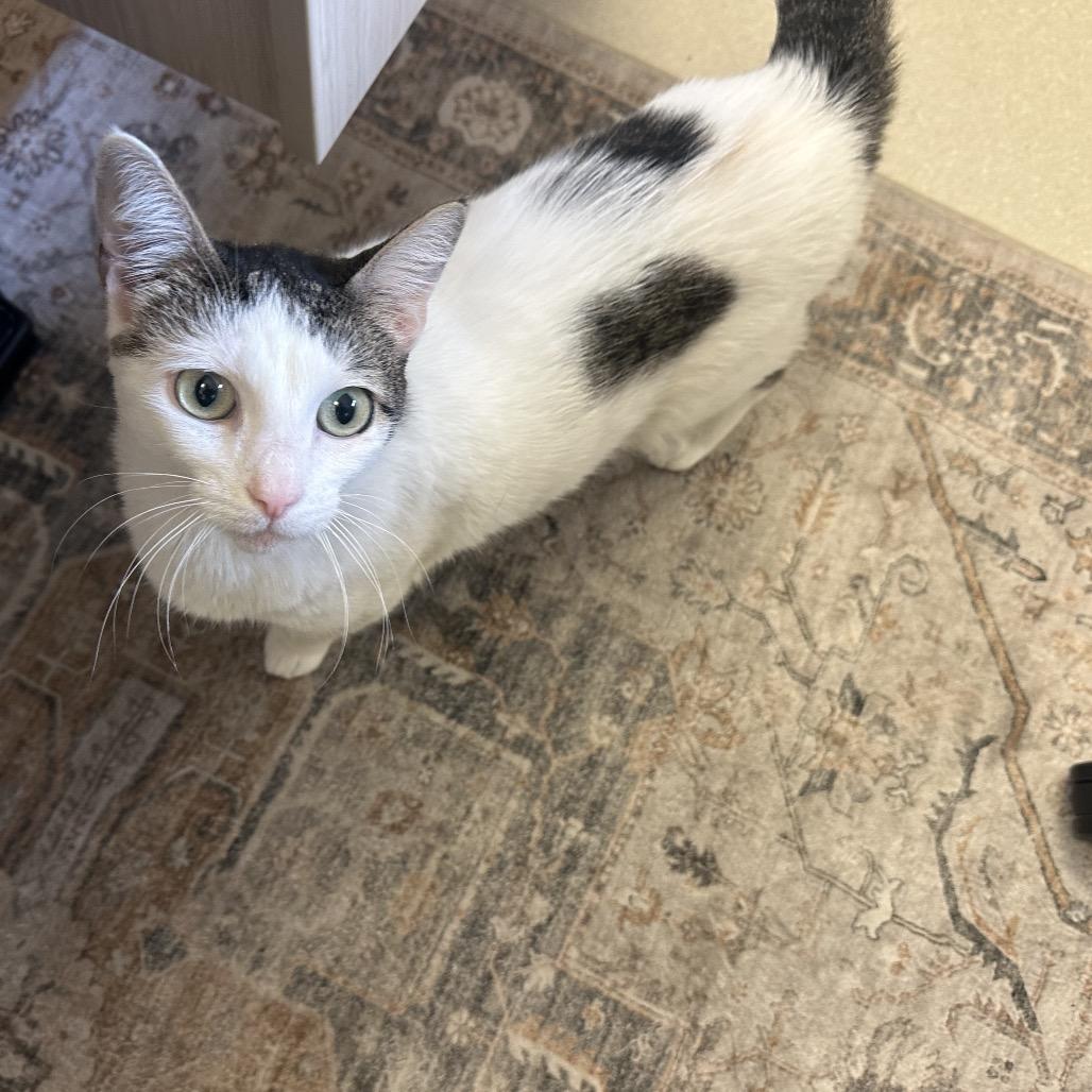 Tofu, a Adoptable Domestic Short Hair in Pasadena, CA image 2/6