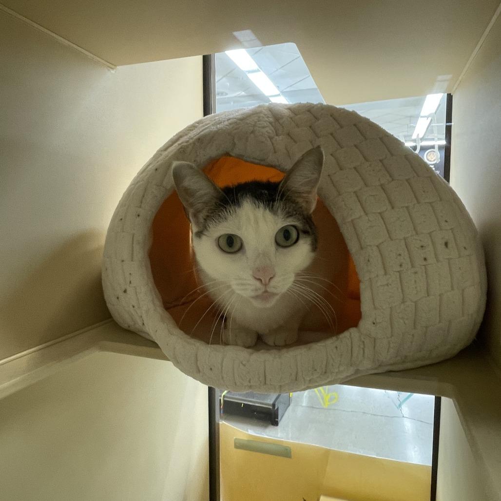 Tofu, a Adoptable Domestic Short Hair in Pasadena, CA image 3/6