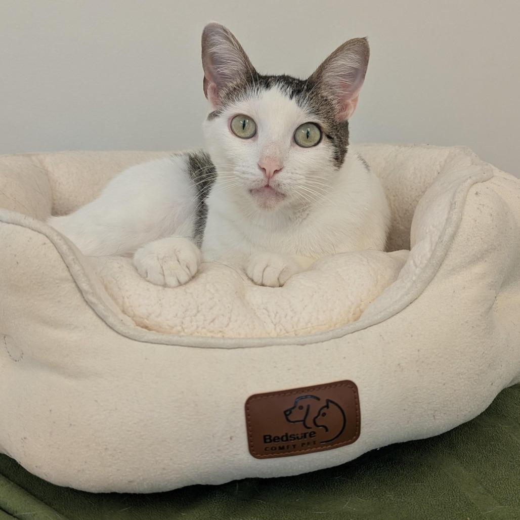 Tofu, a Adoptable Domestic Short Hair in Pasadena, CA image 4/6