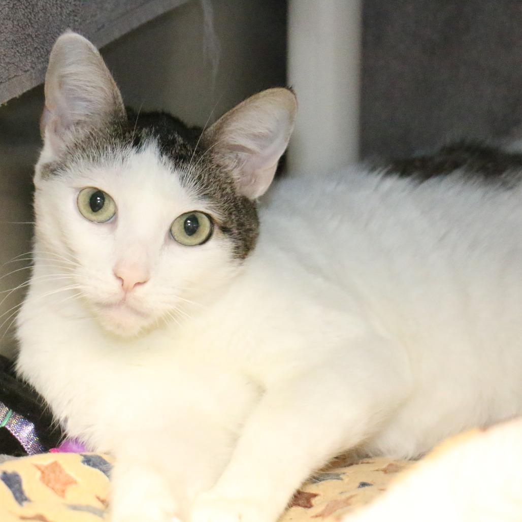 Tofu, a Adoptable Domestic Short Hair in Pasadena, CA image 5/6