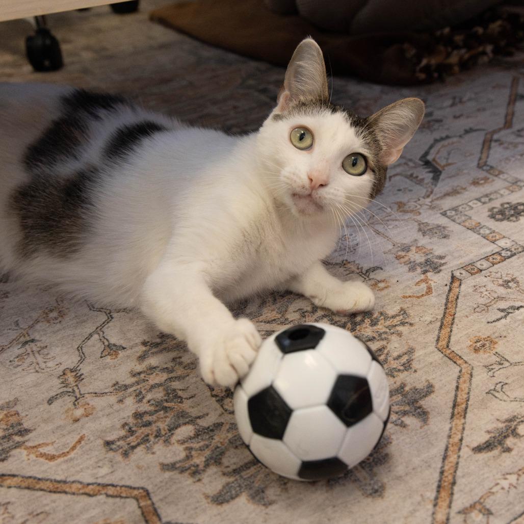 Tofu, a Adoptable Domestic Short Hair in Pasadena, CA image 6/6