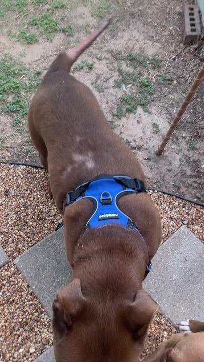 Enlarge Milo, a Adoptable mixed breed in Mooresville, NC video 6/6
