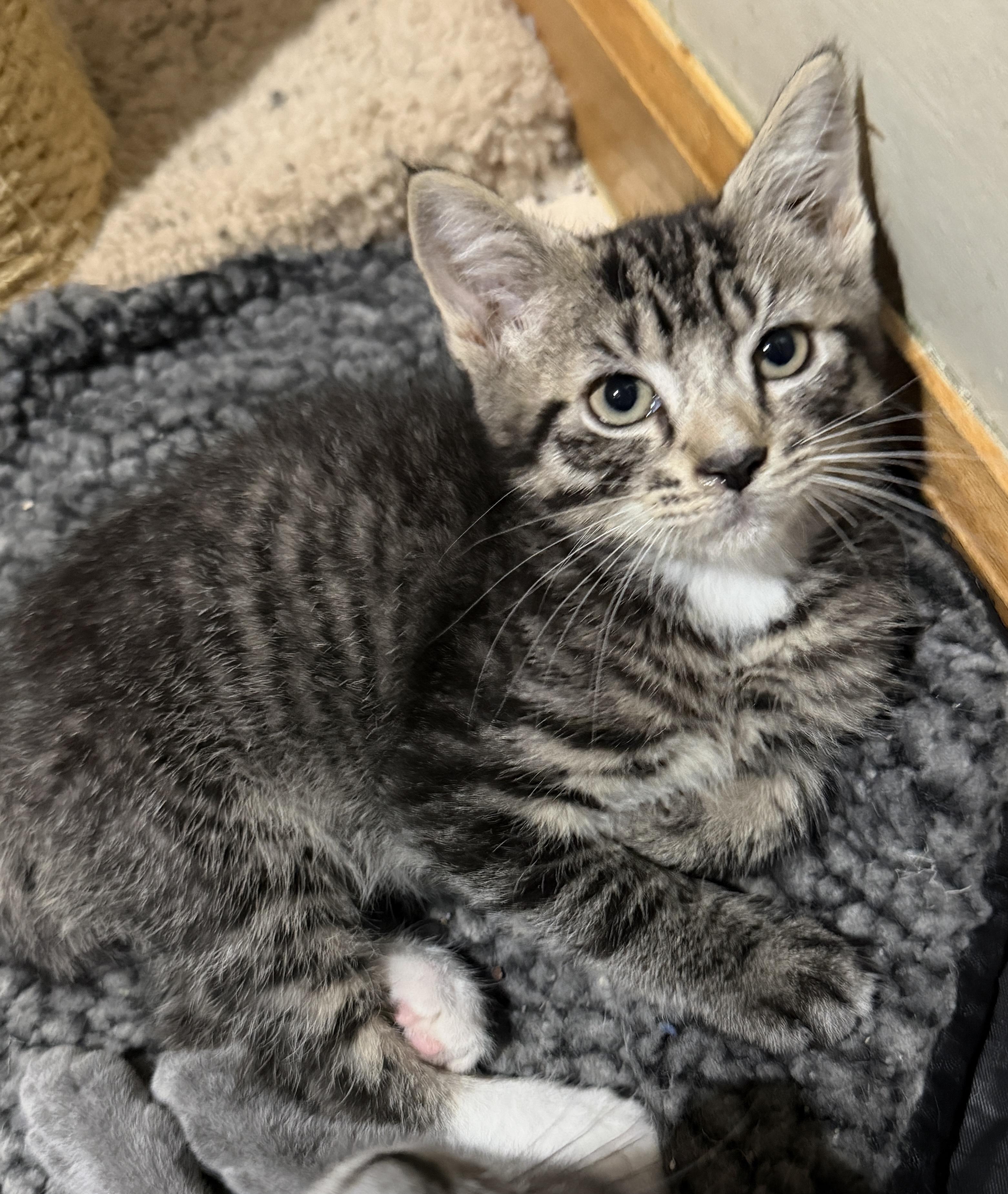 Connor, adopted, Kitten Male Domestic Short Hair.