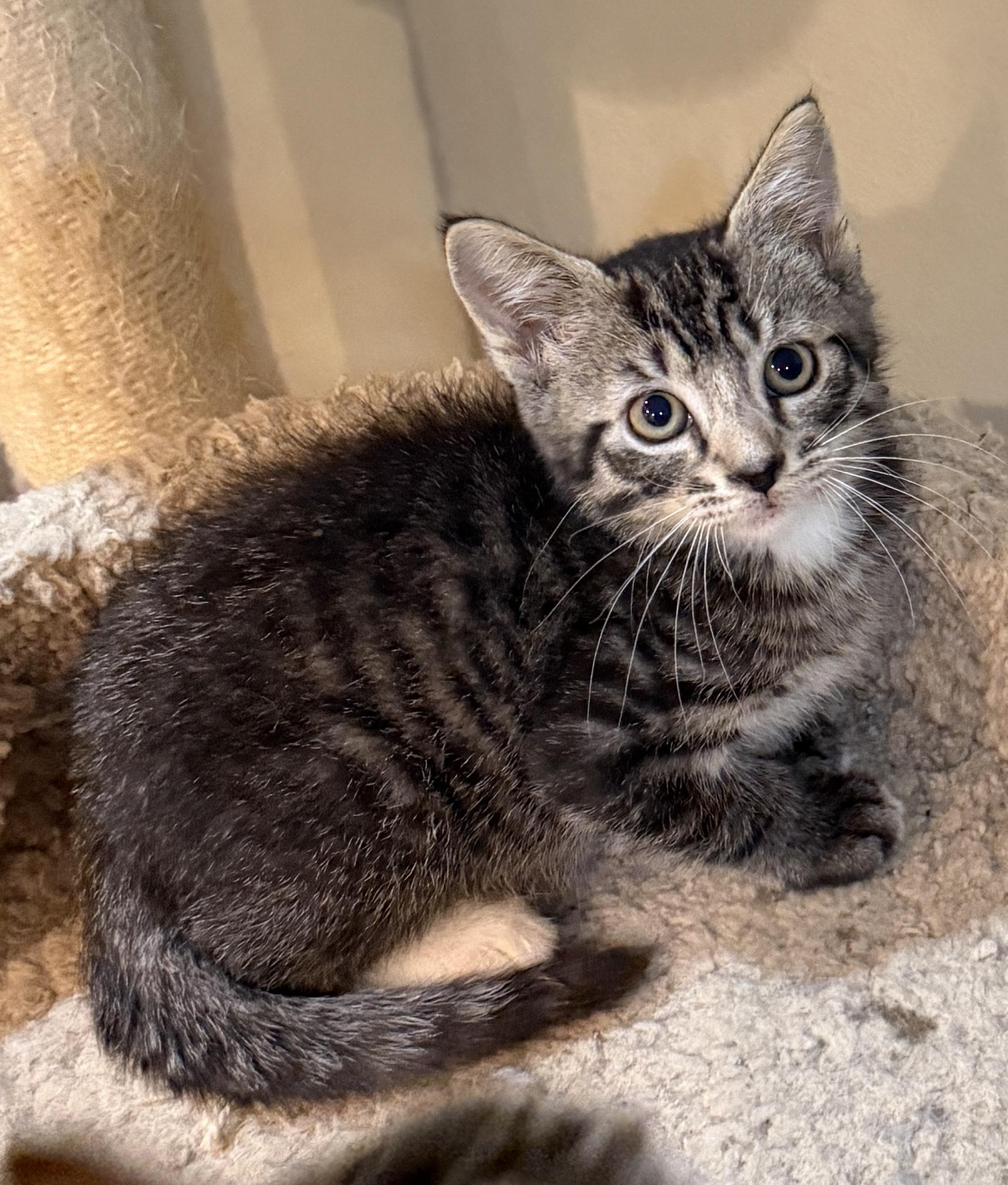 Connor, an adopted Domestic Short Hair in East Hanover, NJ image 2/3
