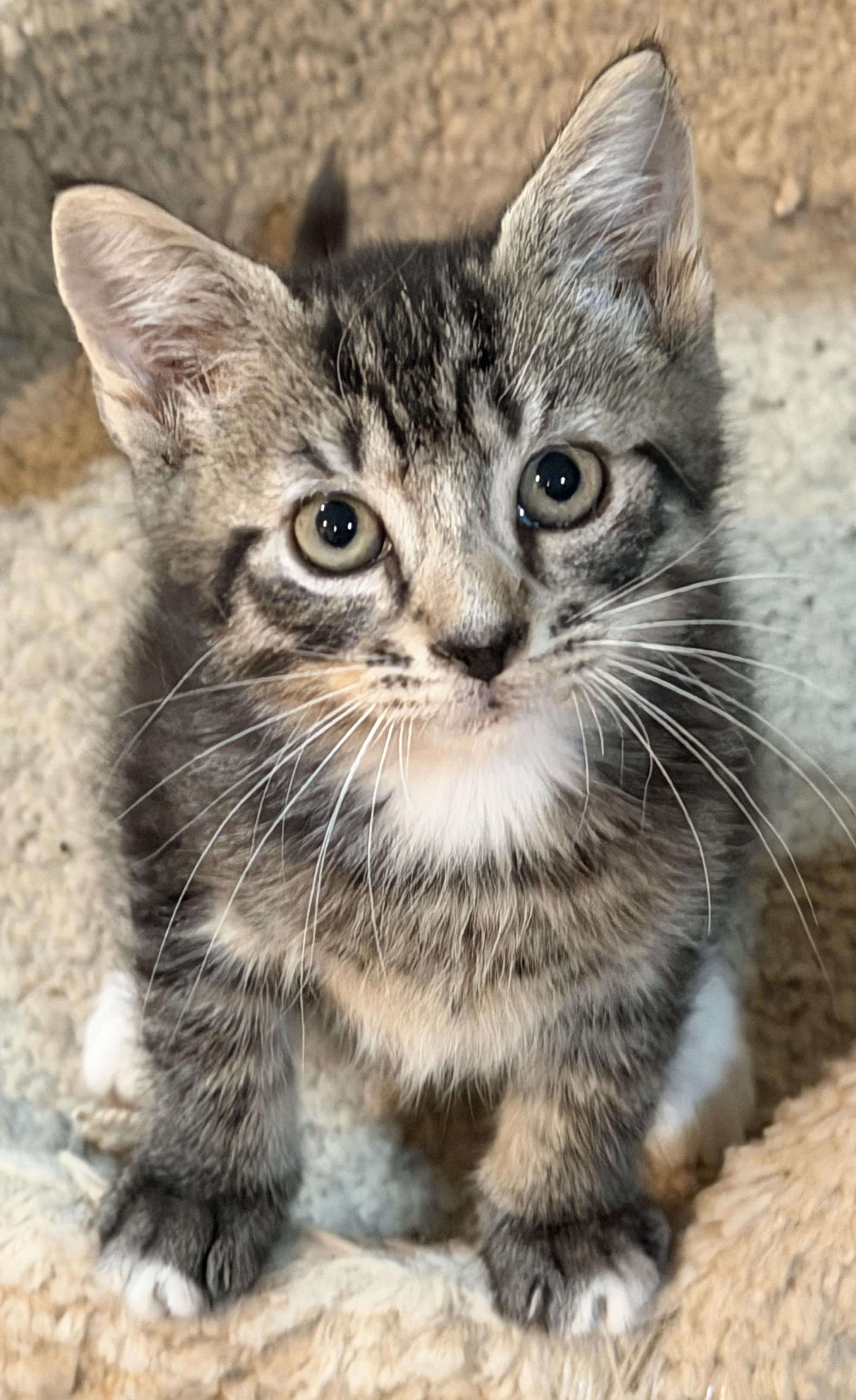 Connor, an adopted Domestic Short Hair in East Hanover, NJ image 3/3