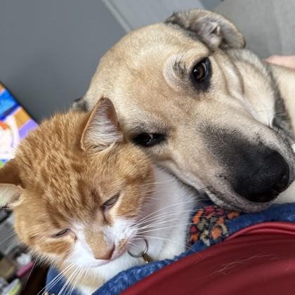 Ziggy, Adoptable, Adult Male Mixed Breed & Mixed Breed.