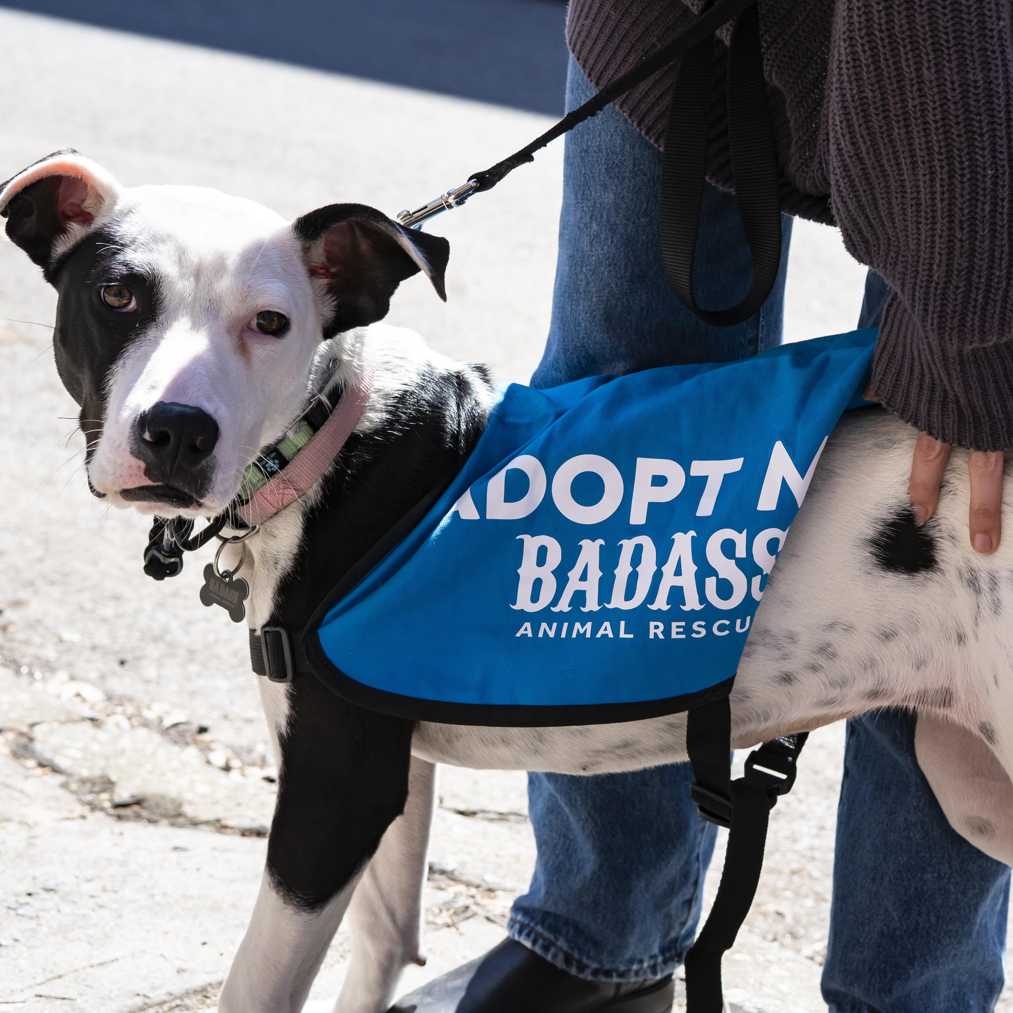 Enlarge Mira, a ADOPTABLE Pit Bull Terrier in Brooklyn, NY image 2/6