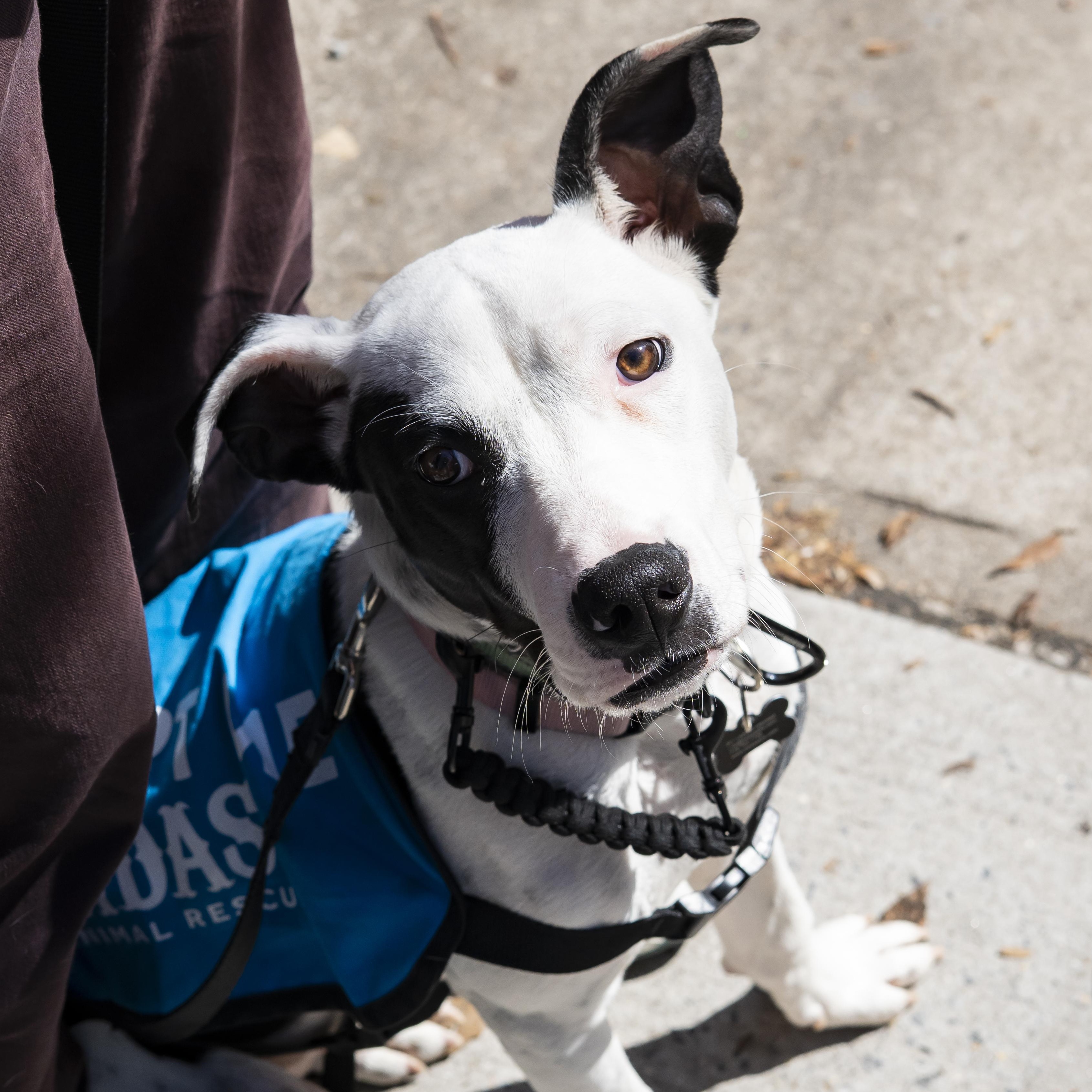 Mira, ADOPTABLE, Young Female Pit Bull Terrier.