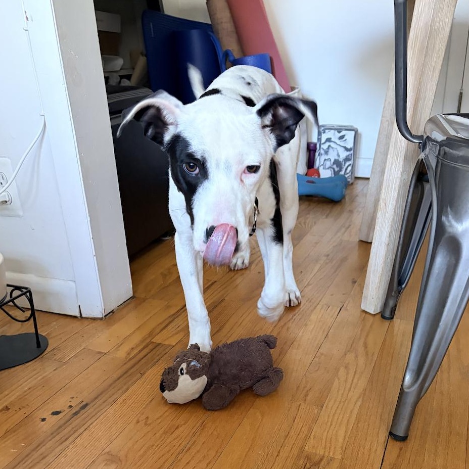 Enlarge Mira, a ADOPTABLE Pit Bull Terrier in Brooklyn, NY image 2/5