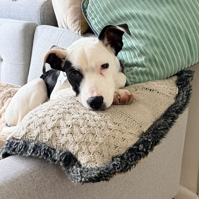 Enlarge Mira, a ADOPTABLE Pit Bull Terrier in Brooklyn, NY image 1/5