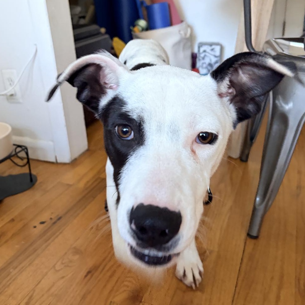 Enlarge Mira, a ADOPTABLE Pit Bull Terrier in Brooklyn, NY image 3/5