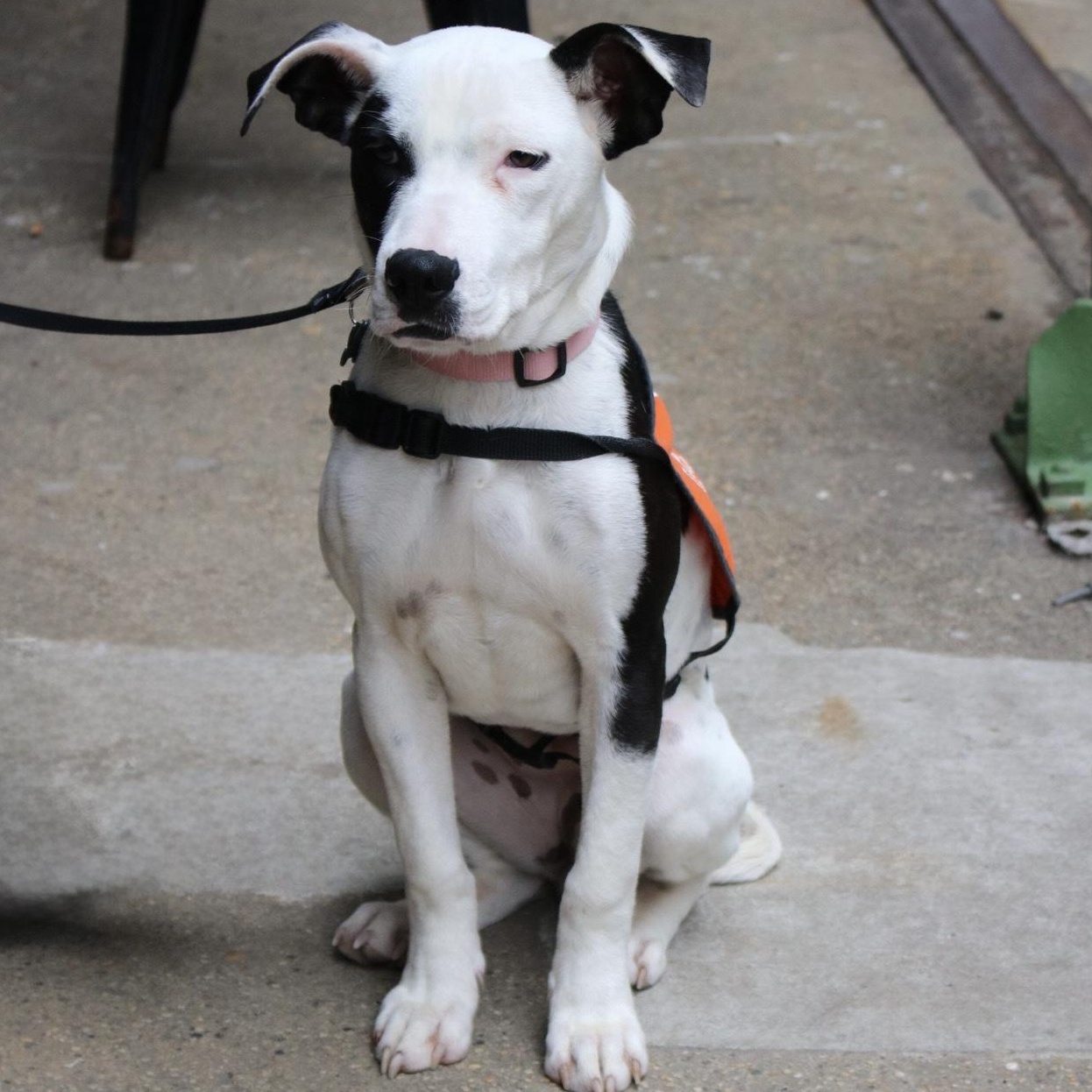 Enlarge Mira, a ADOPTABLE Pit Bull Terrier in Brooklyn, NY image 3/6