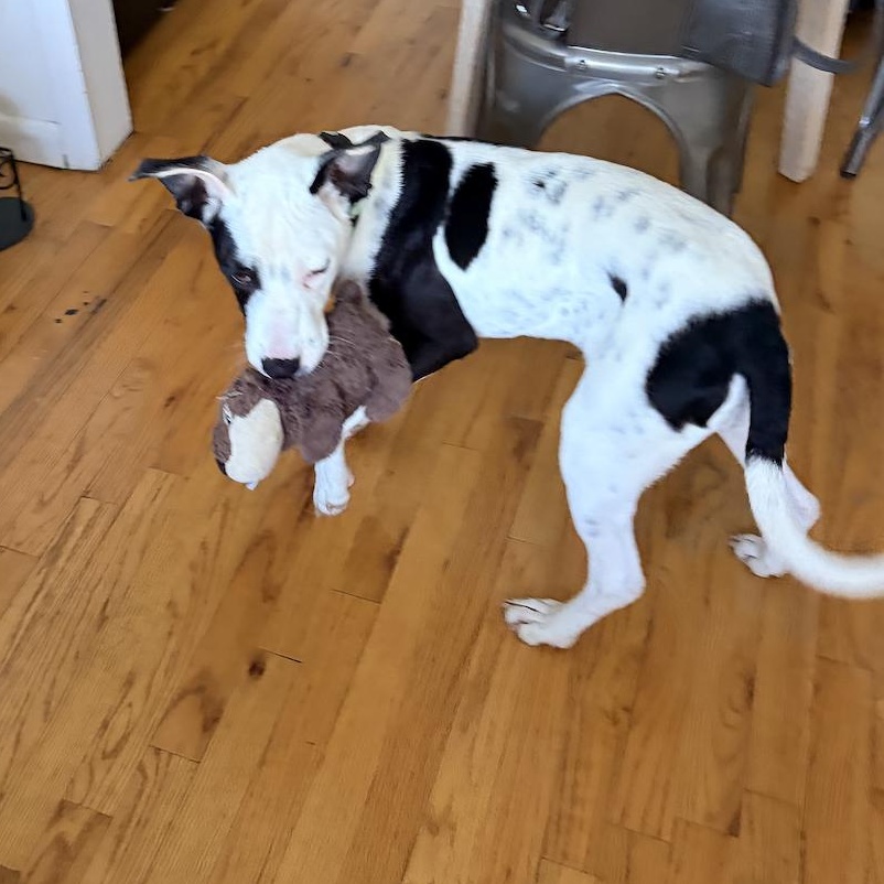 Enlarge Mira, a ADOPTABLE Pit Bull Terrier in Brooklyn, NY image 4/5