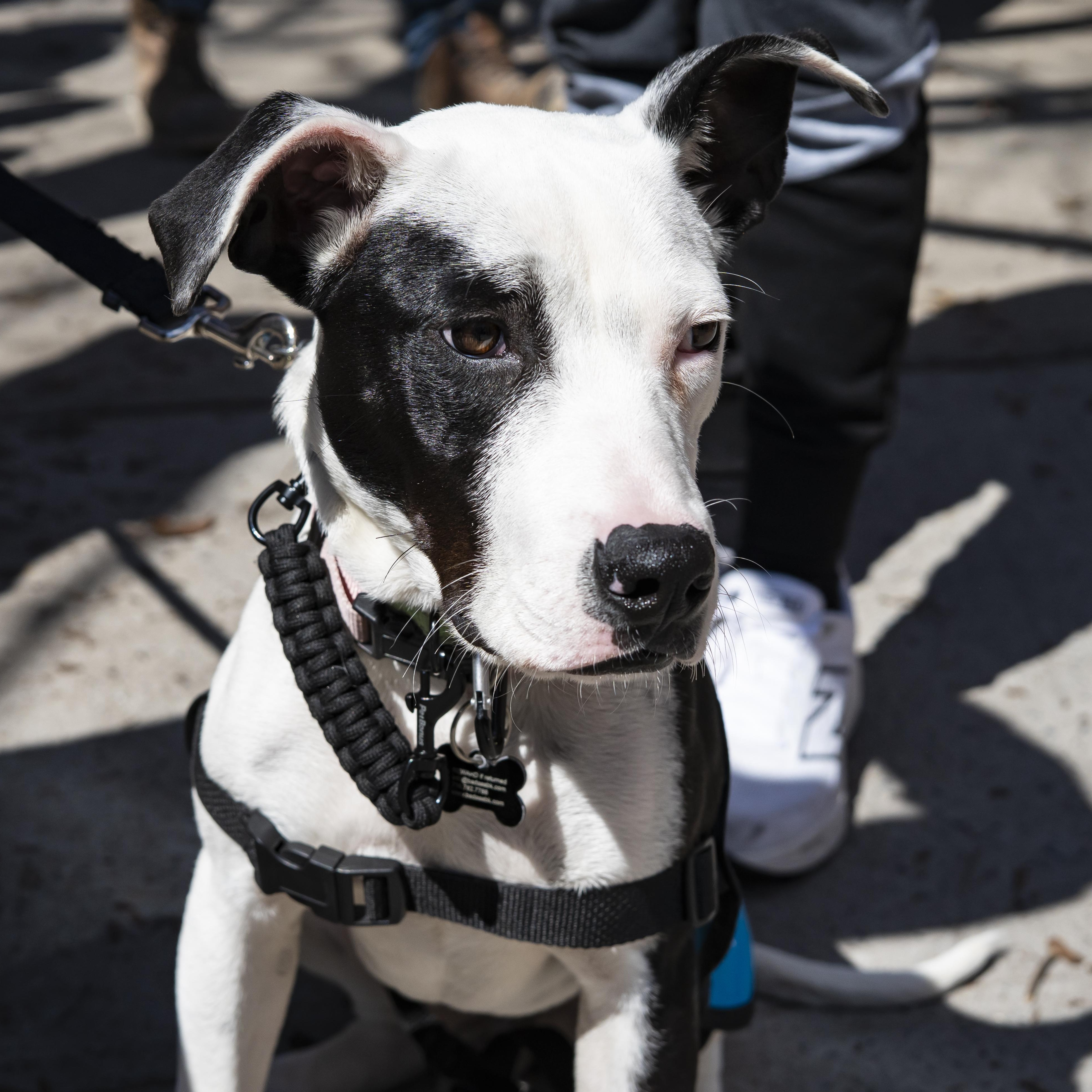 Enlarge Mira, a ADOPTABLE Pit Bull Terrier in Brooklyn, NY image 5/6