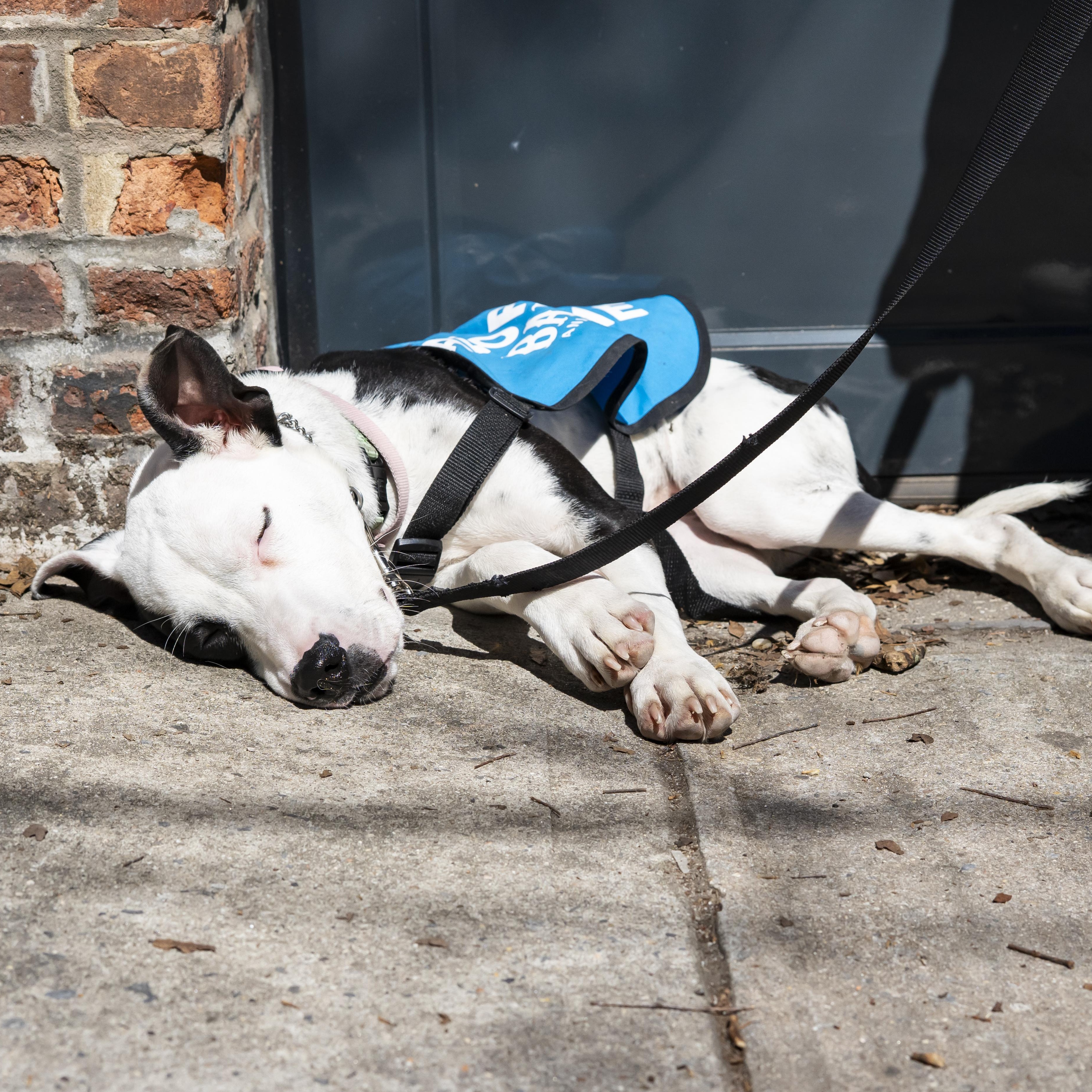 Enlarge Mira, a ADOPTABLE Pit Bull Terrier in Brooklyn, NY image 6/6