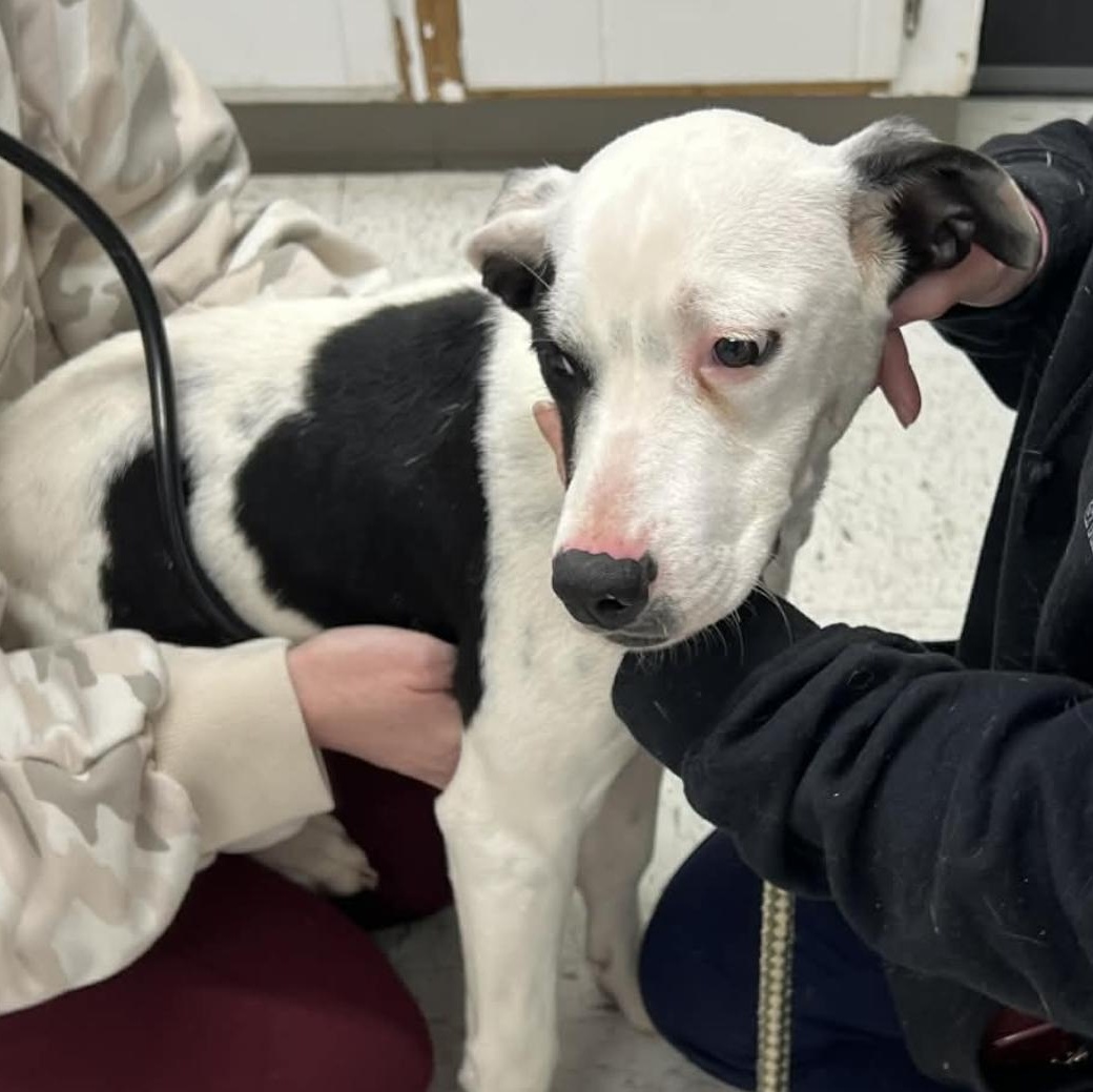 Enlarge Mira, a ADOPTABLE Pit Bull Terrier in Brooklyn, NY image 5/5