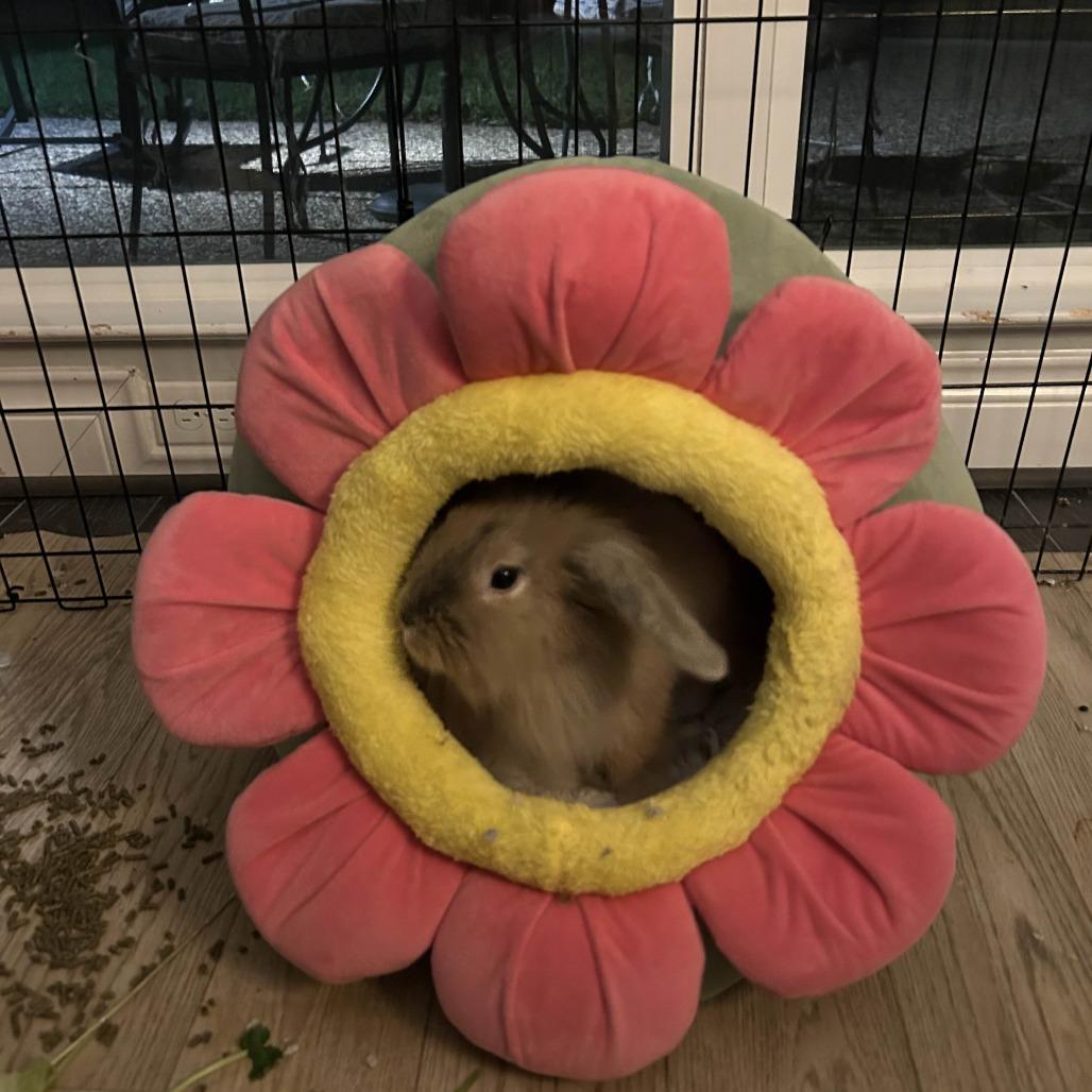 CJ, Adoptable, Young Female Lionhead & Holland Lop.