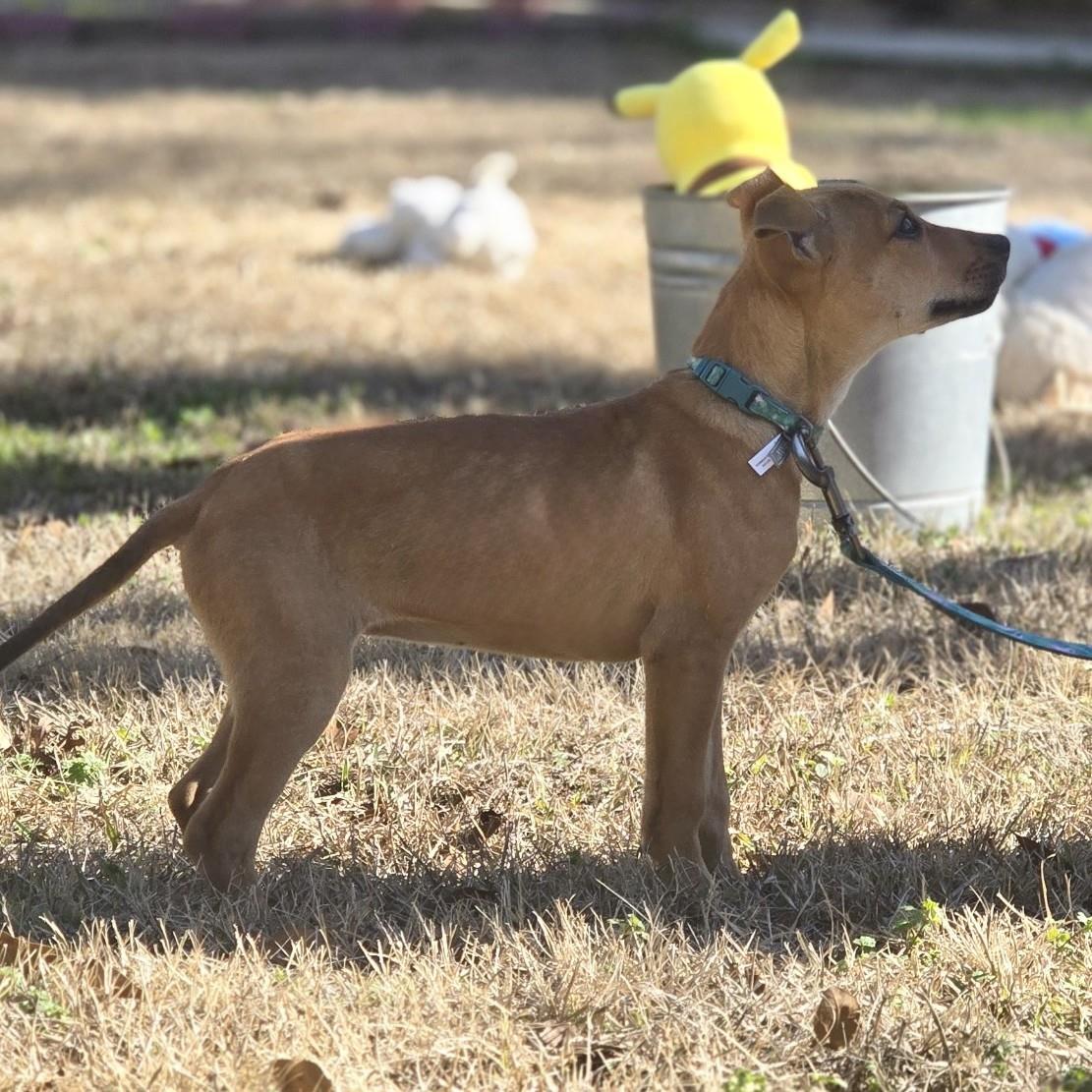 Enlarge Magic, a Adoptable mixed breed in Locust Fork, AL image 1/3