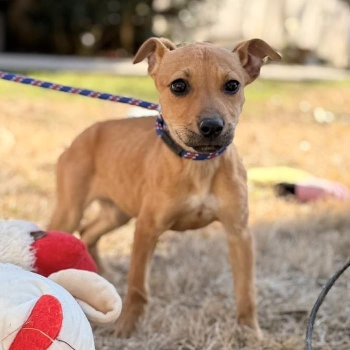 Enlarge Magic, a Adoptable mixed breed in Locust Fork, AL image 2/3