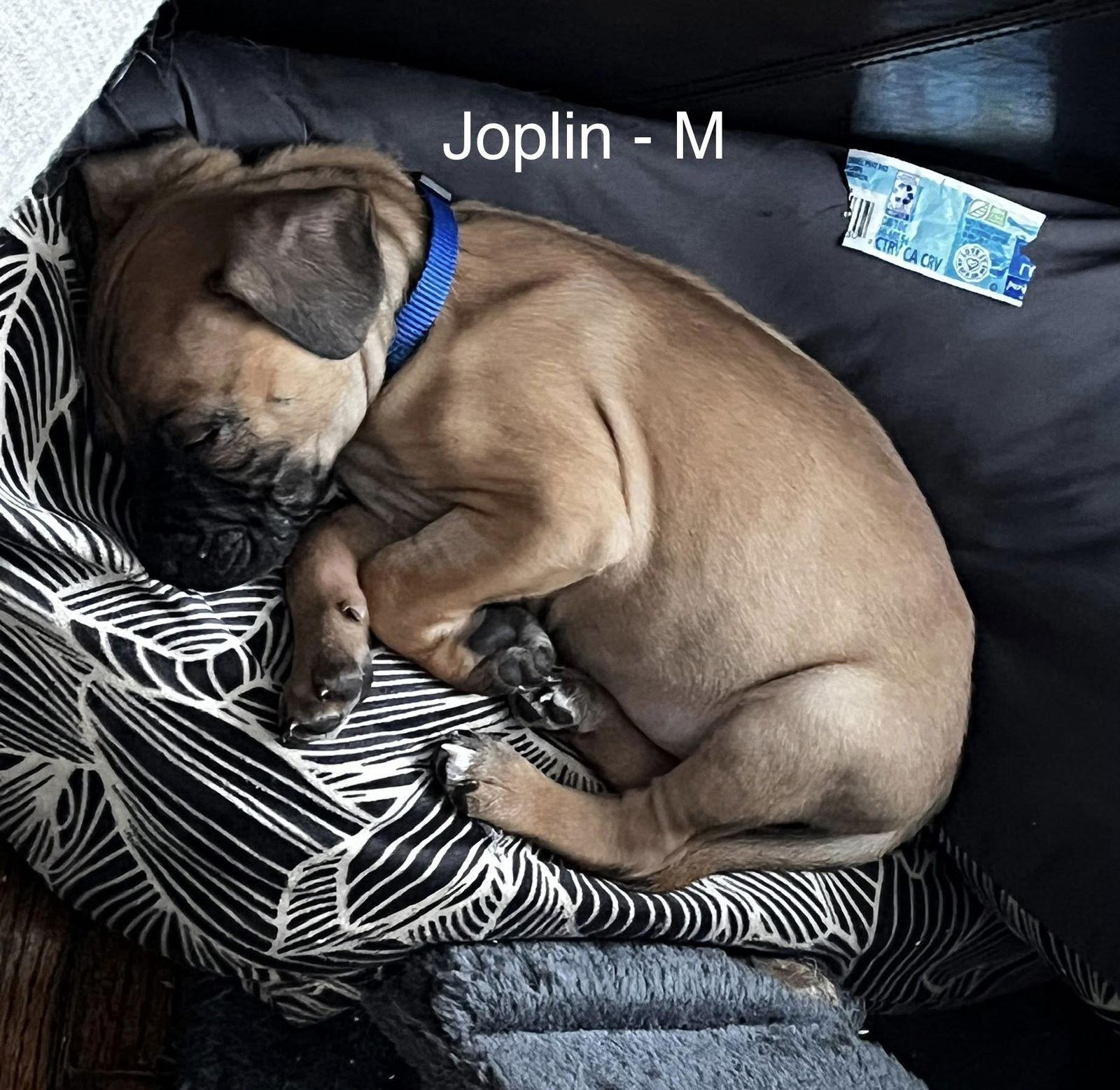 Joplin, Adoptable, Puppy Male Terrier.