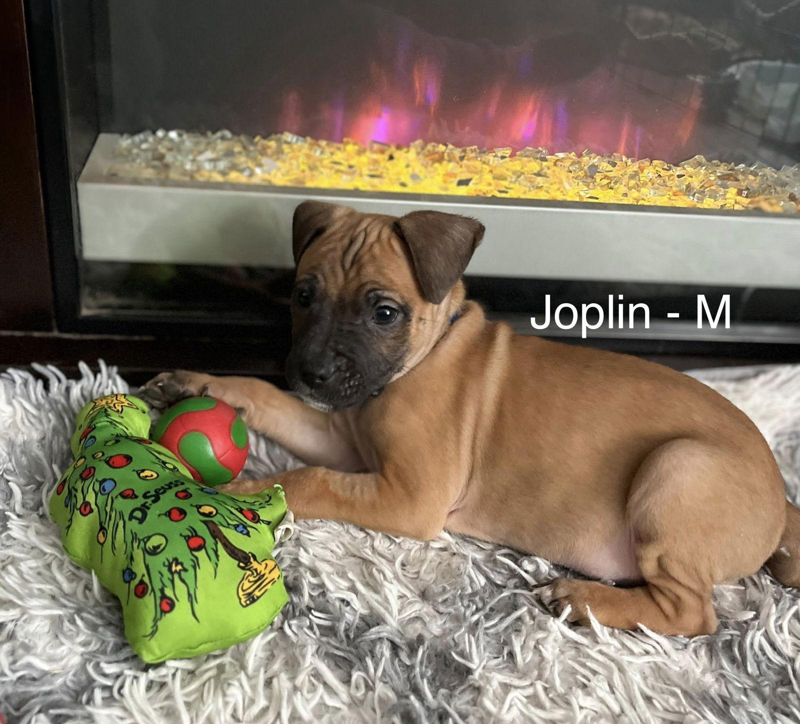Enlarge Joplin, a Adoptable Terrier in Hillside, IL image 3/3