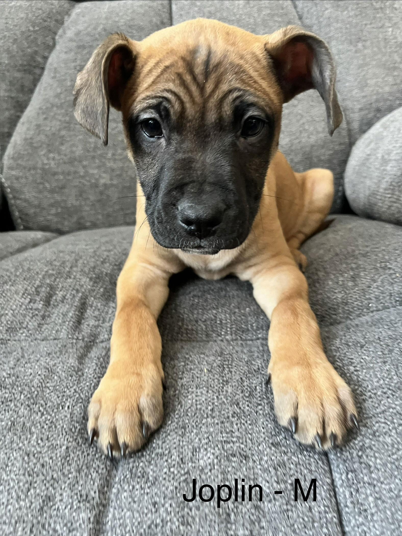 Joplin, Adoptable, Puppy Male Terrier.