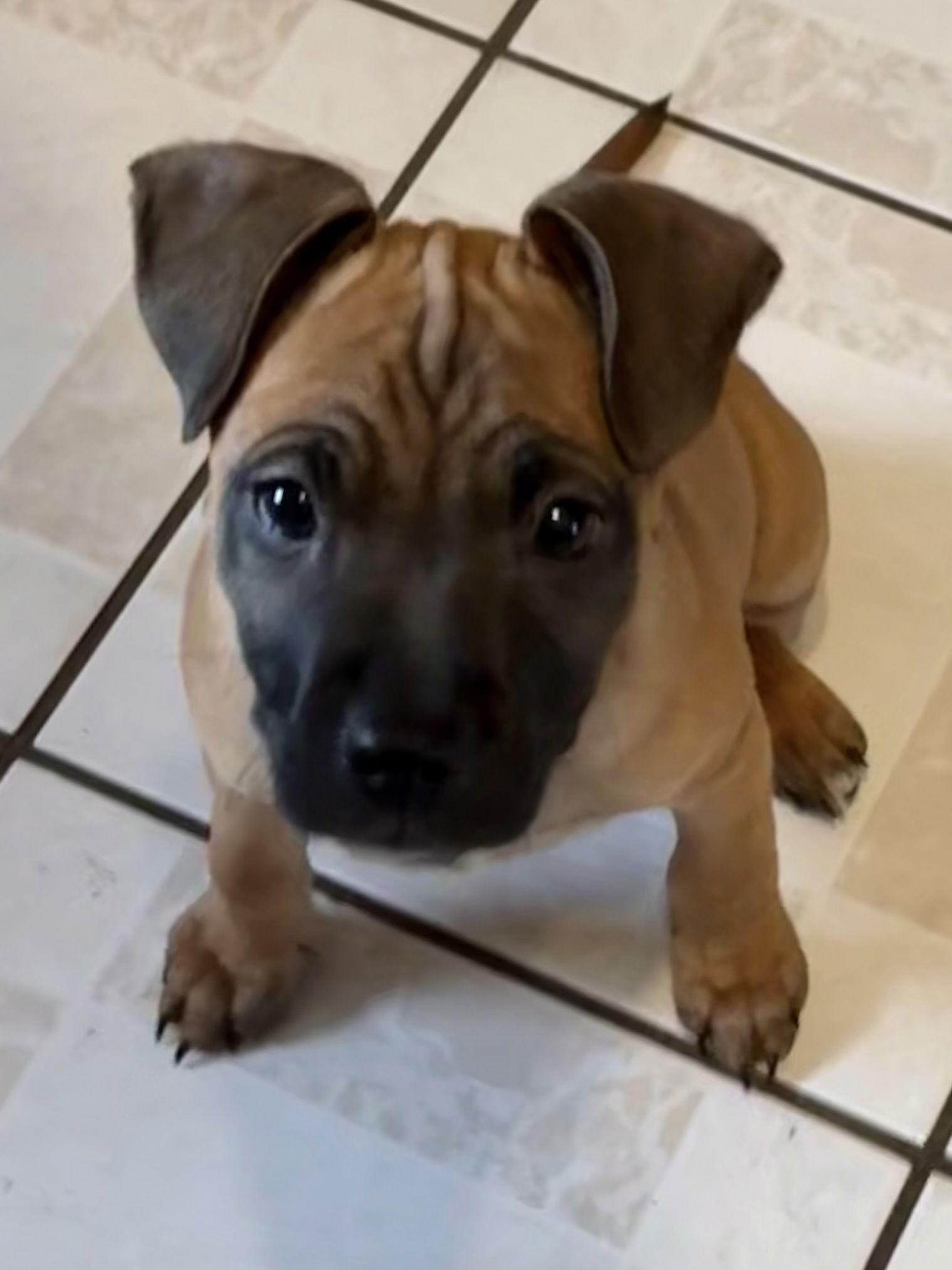 Enlarge Joplin, a Adoptable Terrier in Hillside, IL image 2/3