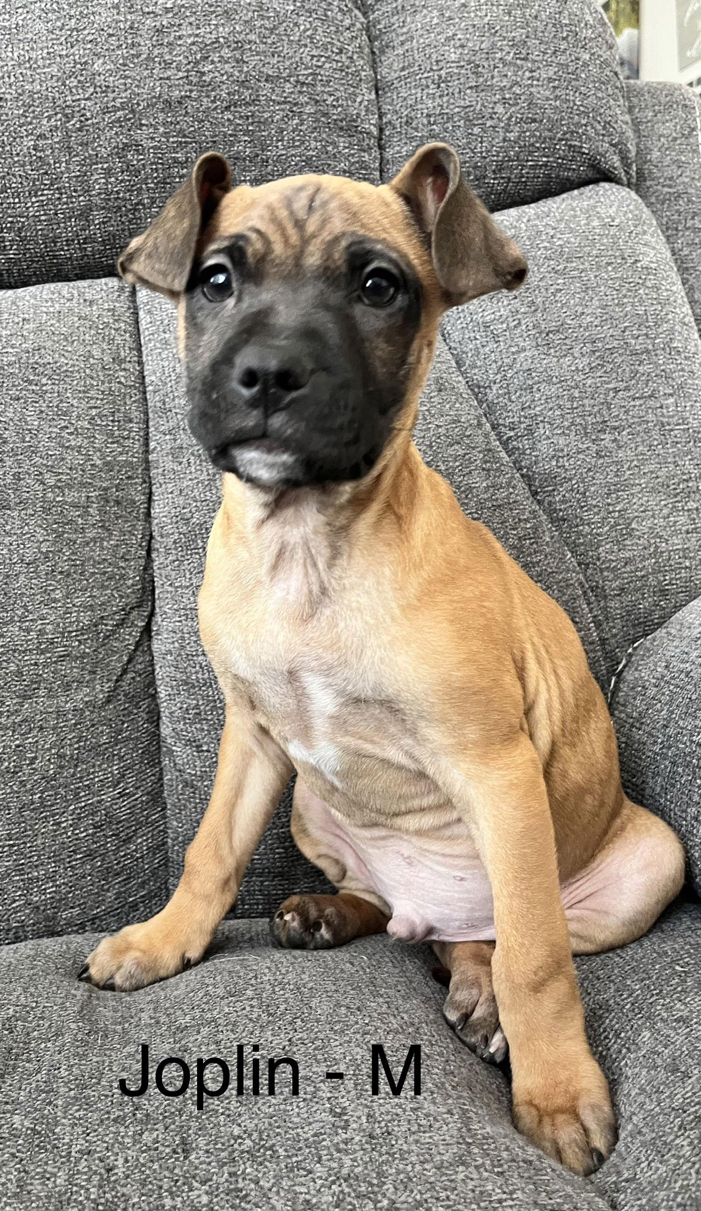 Enlarge Joplin, a Adoptable Terrier in Hillside, IL image 3/3