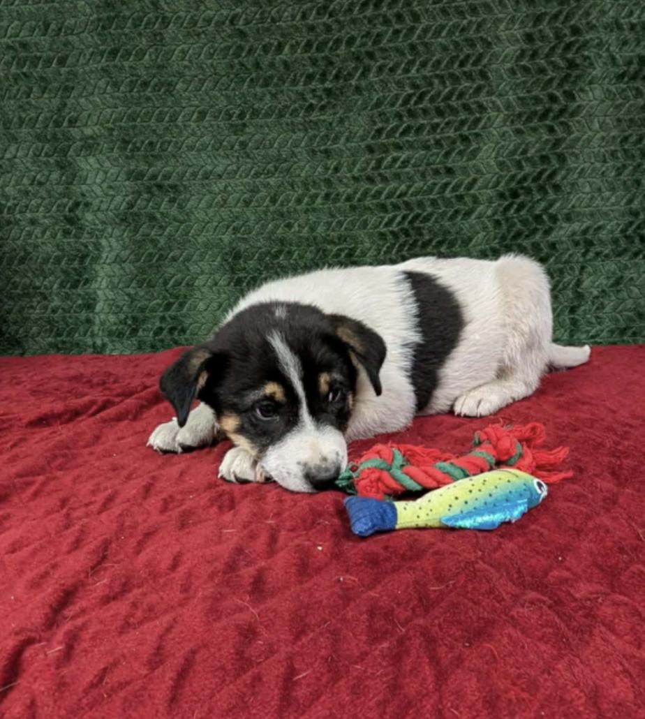 Enlarge Jim CS, a ADOPTABLE mixed breed in Columbia, MD image 1/1