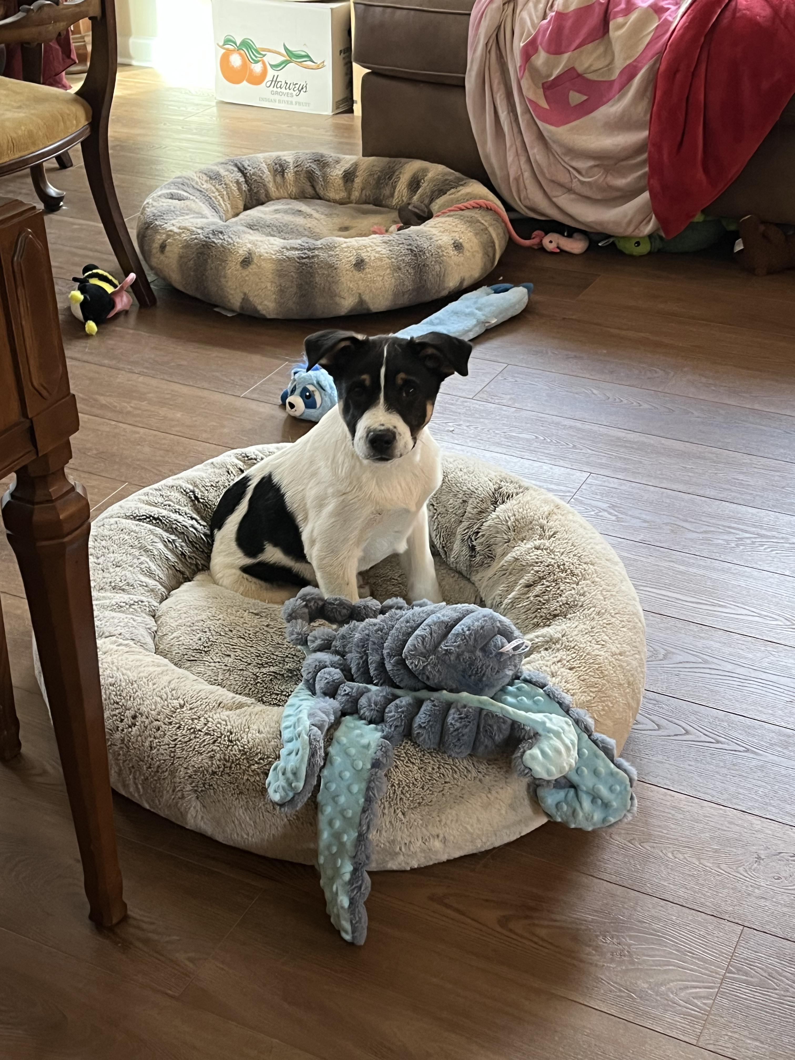 Enlarge Jim, a ADOPTABLE mixed breed in Columbia, MD image 4/5