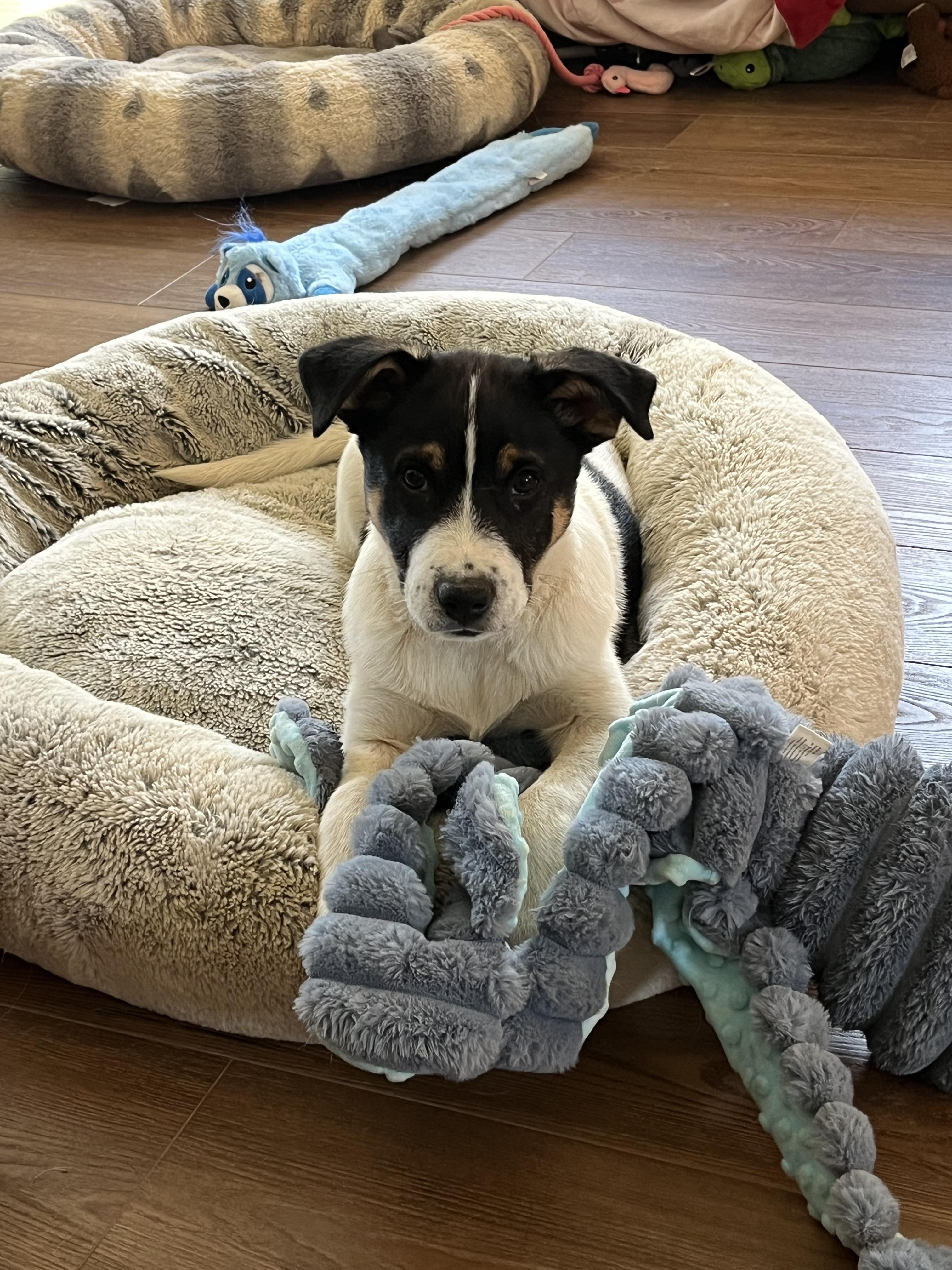 Enlarge Jim, a ADOPTABLE mixed breed in Columbia, MD image 2/5