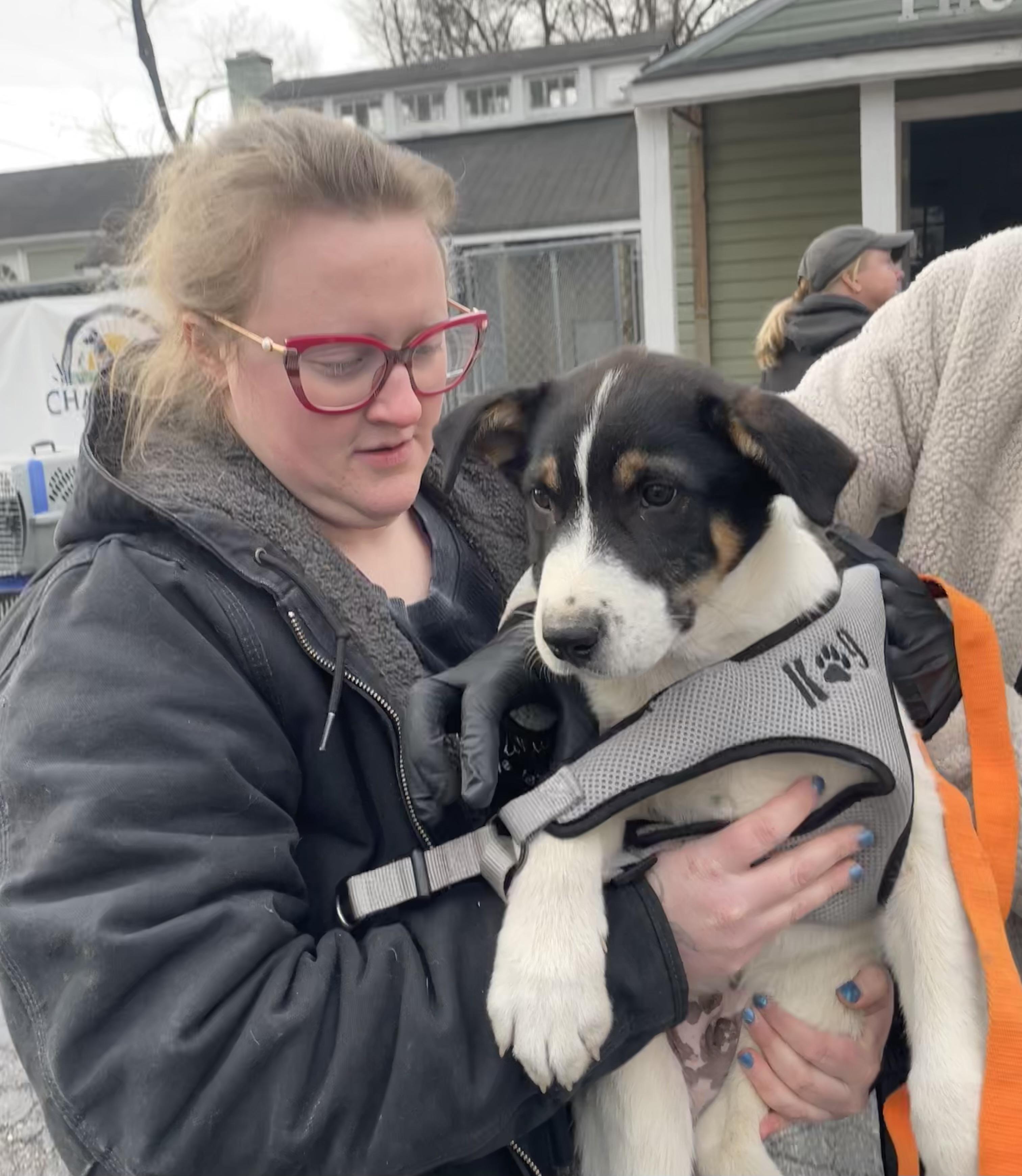 Enlarge Jim, a ADOPTABLE mixed breed in Columbia, MD image 5/5