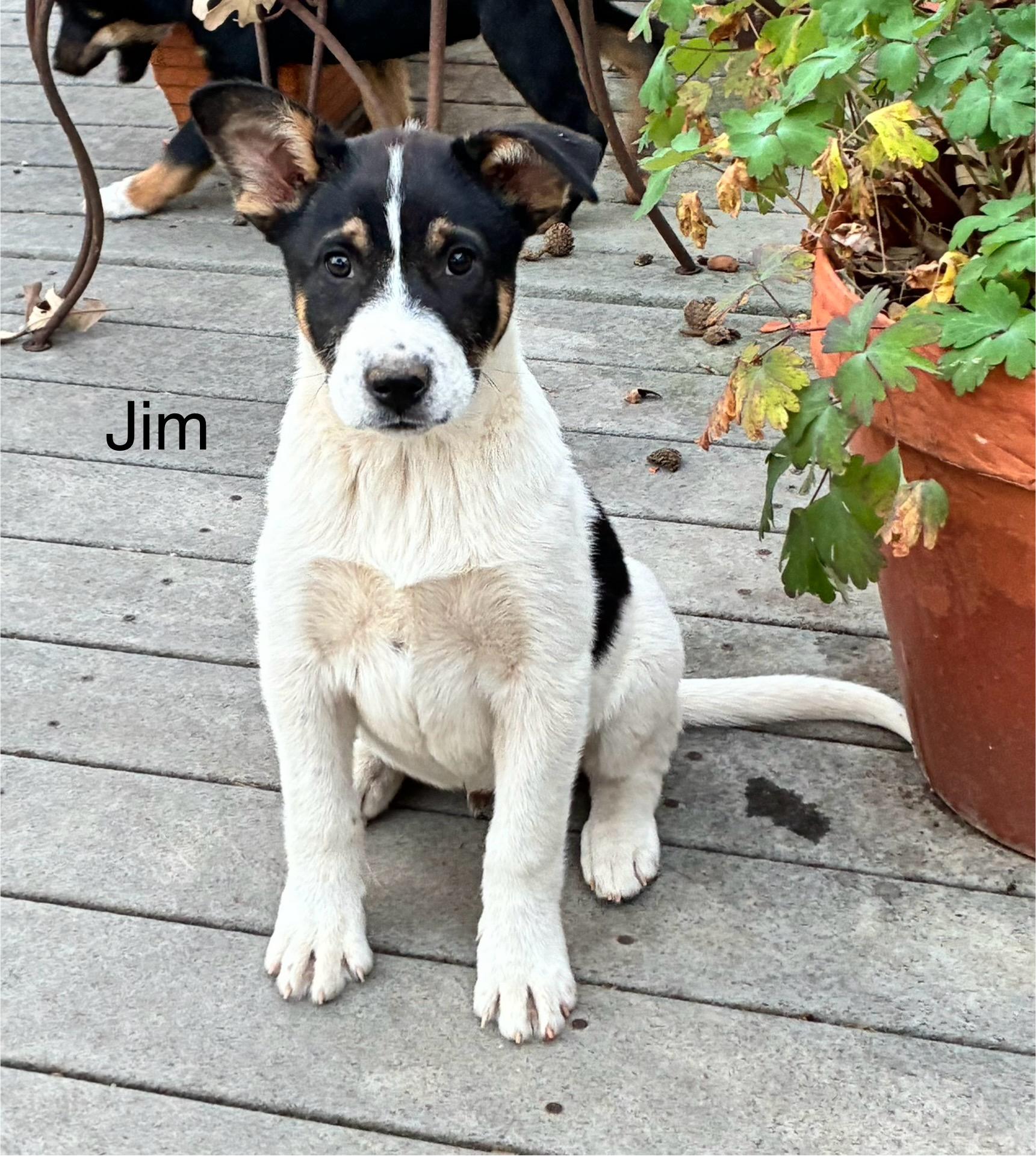 Enlarge Jim, a ADOPTABLE mixed breed in Columbia, MD image 1/5